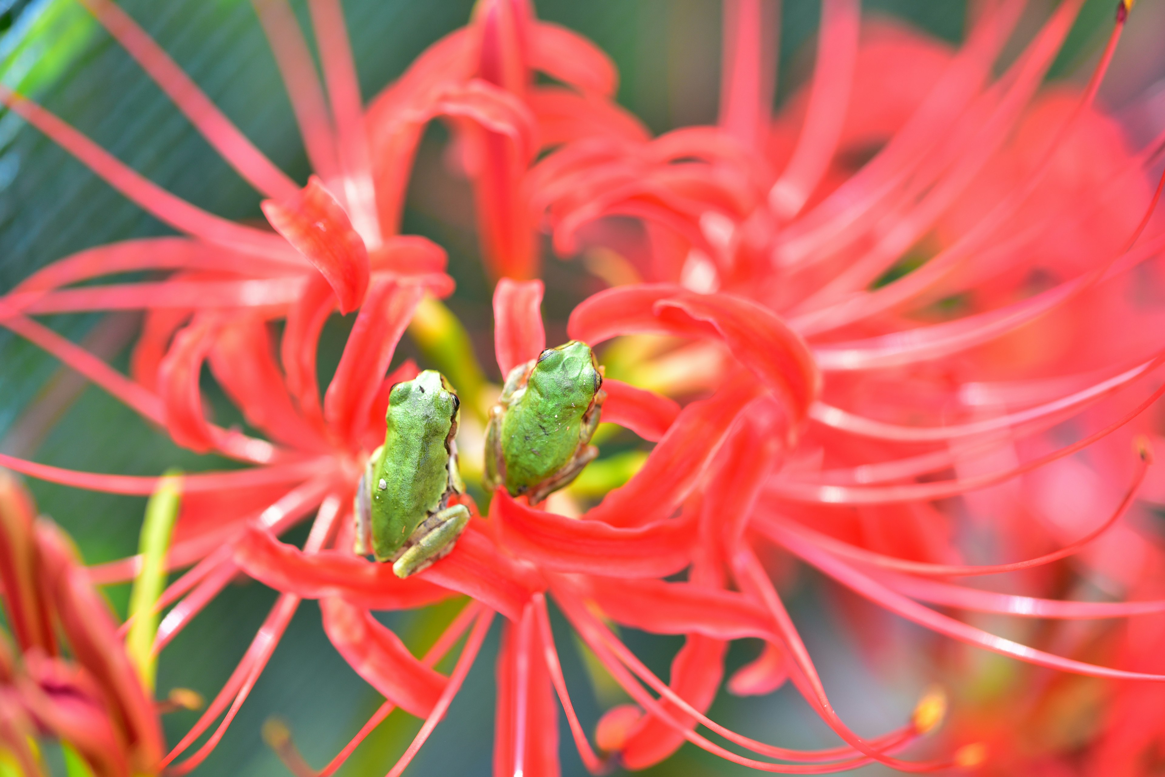 Fiore rosso vibrante con insetti verdi al centro