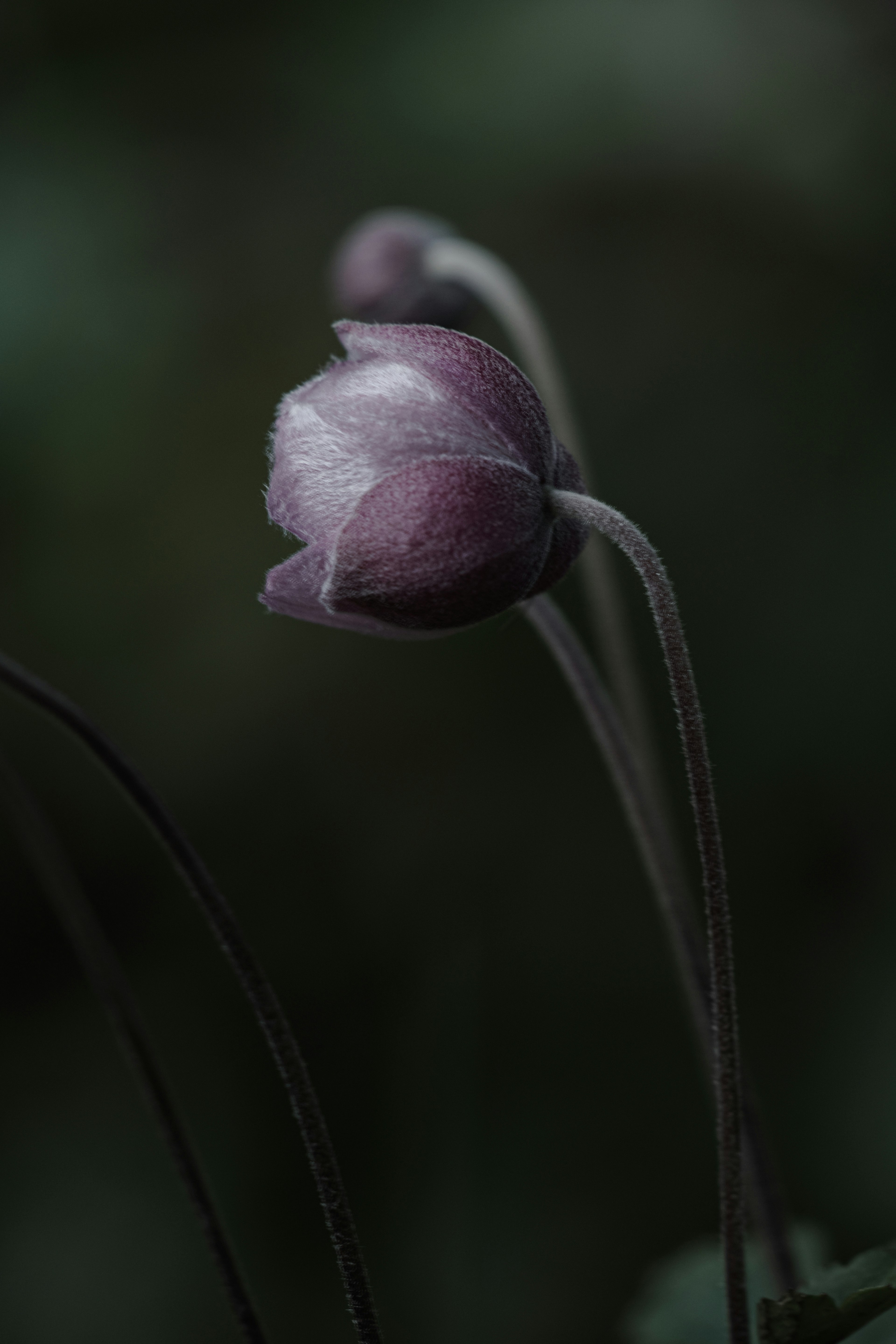 Two purple flower buds with delicate petals against a dark background