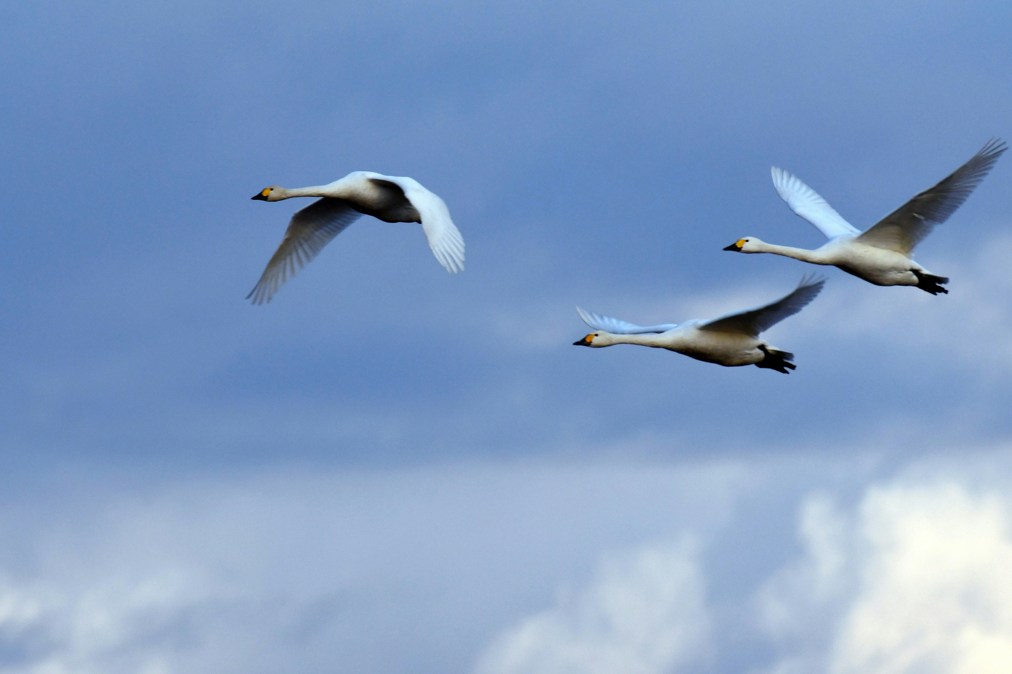 Drei Schwäne fliegen vor einem blauen Himmel