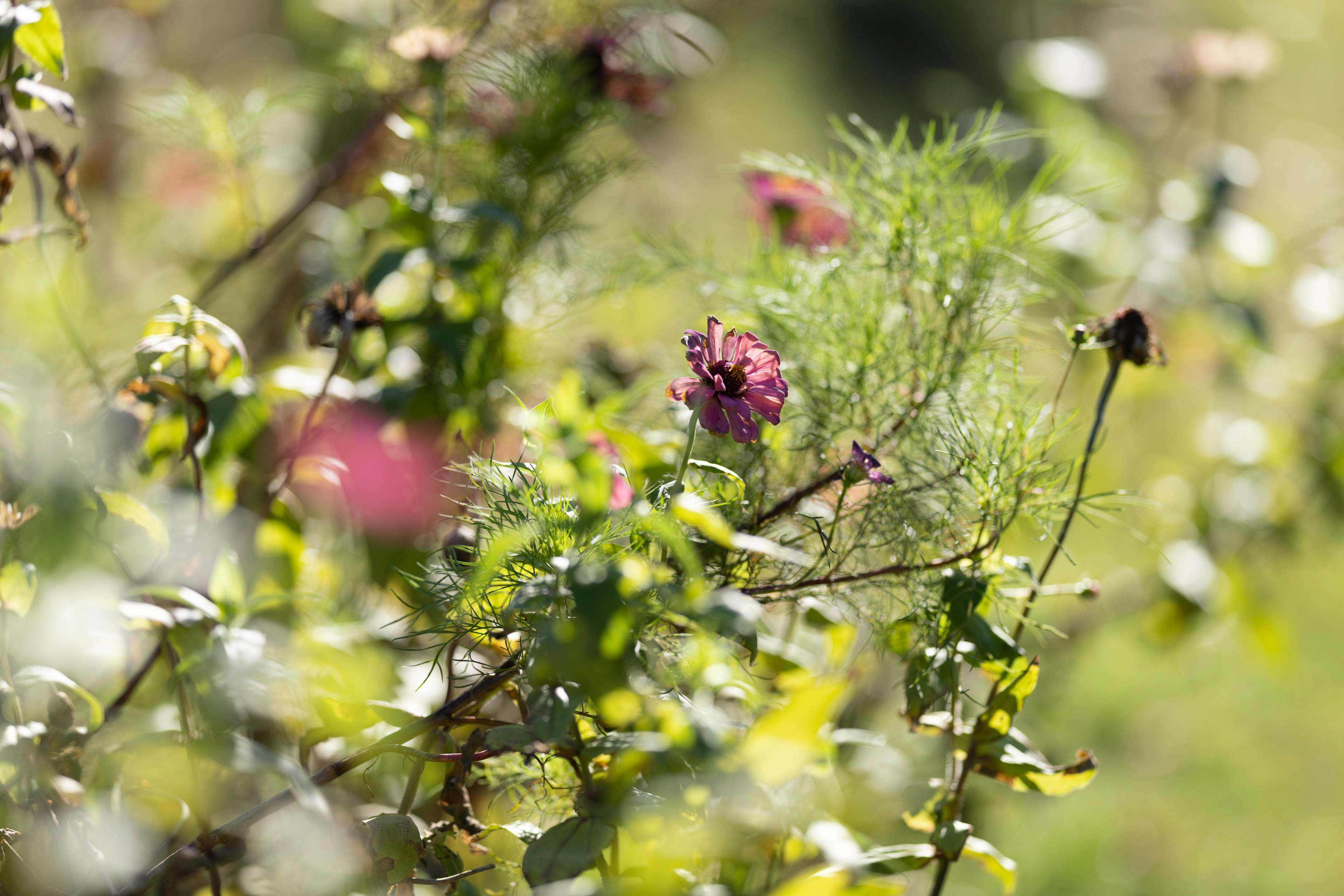 Nahaufnahme von lebhaften Blumen, die auf üppigen grünen Pflanzen blühen