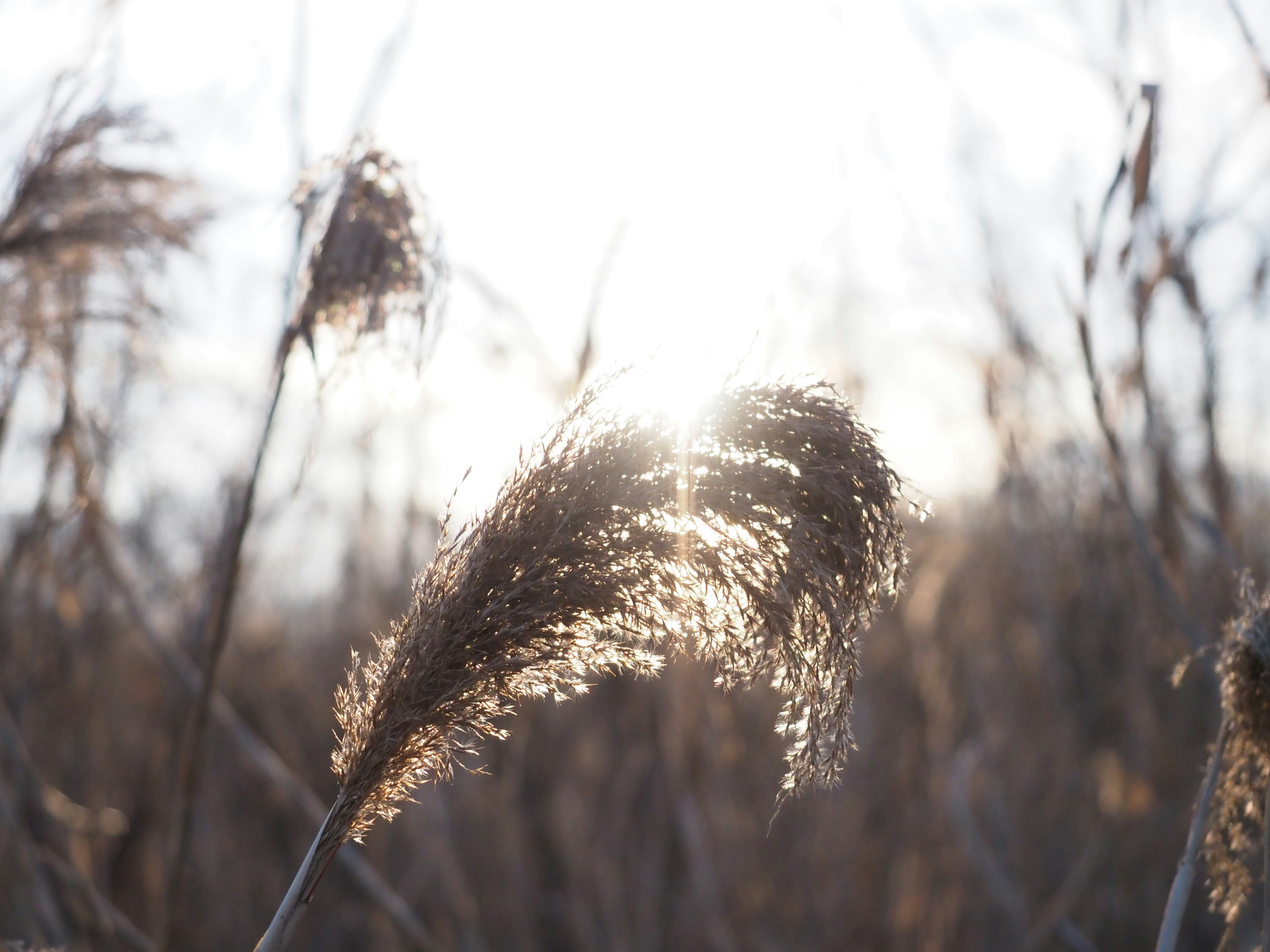 Herbe en contre-jour avec des plumets scintillants dans un champ