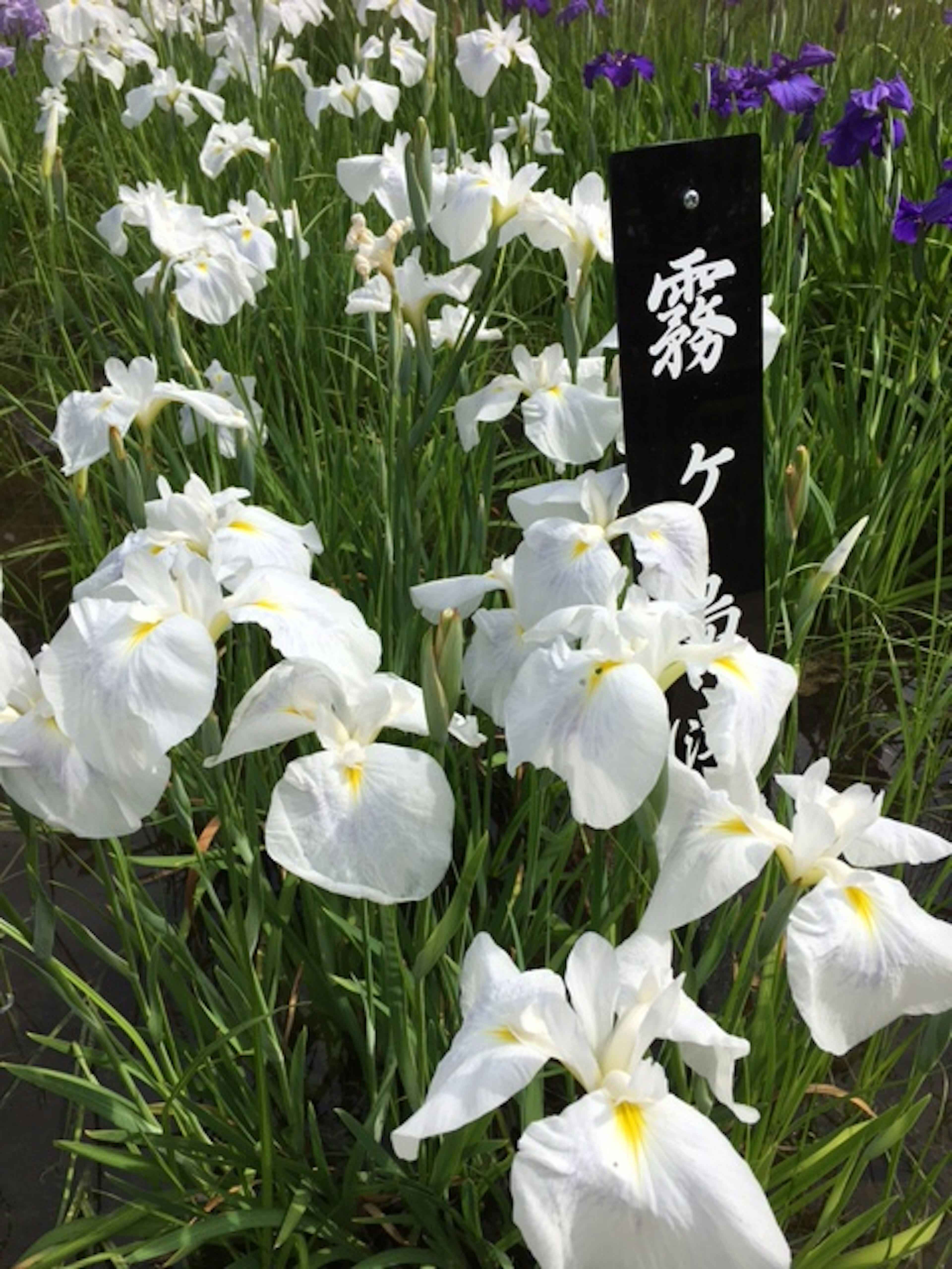 白い花が咲く菖蒲園の風景