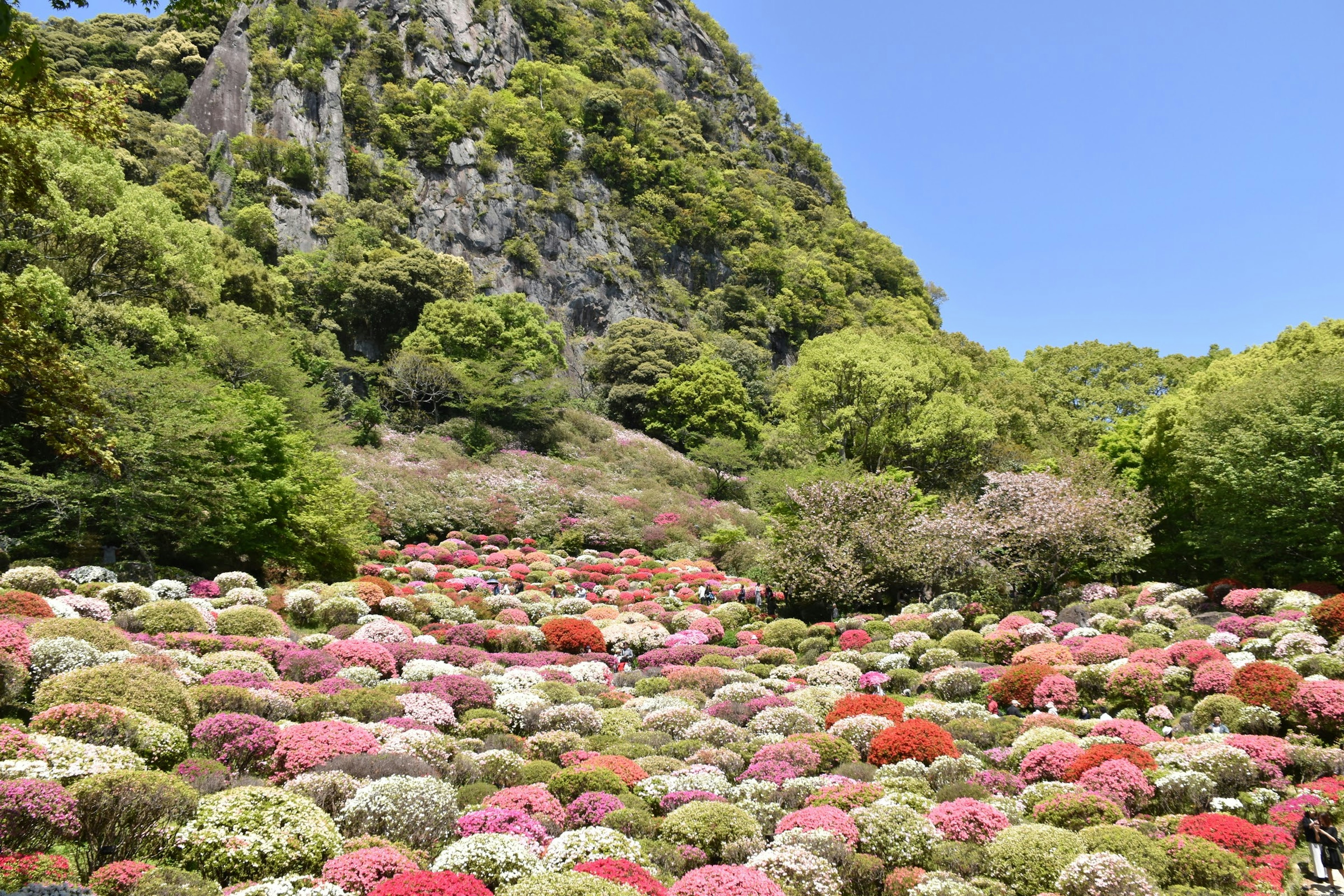 Jardín de flores coloridas con fondo montañoso y cielo azul claro