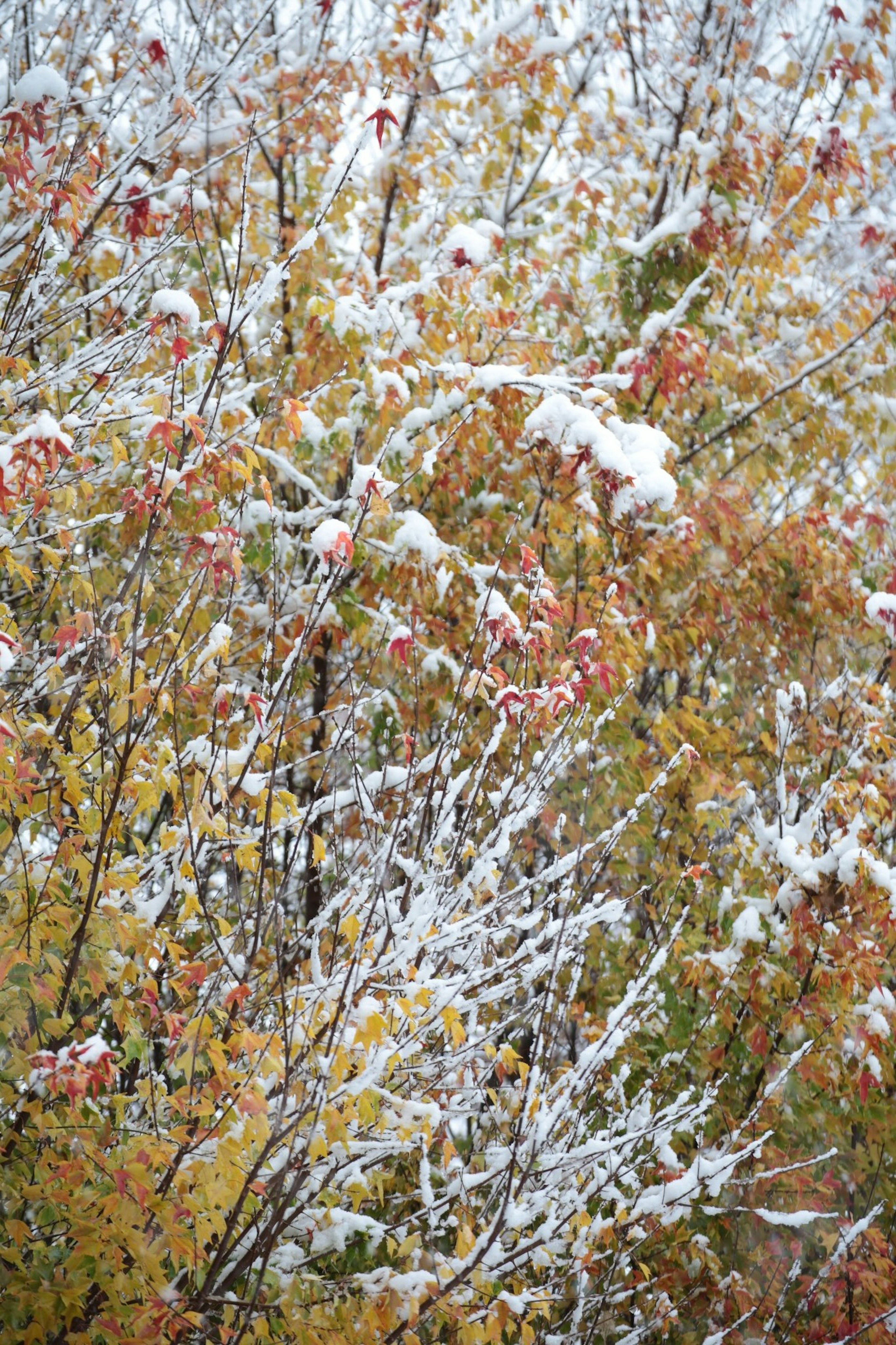 Snow-covered autumn trees with colorful leaves