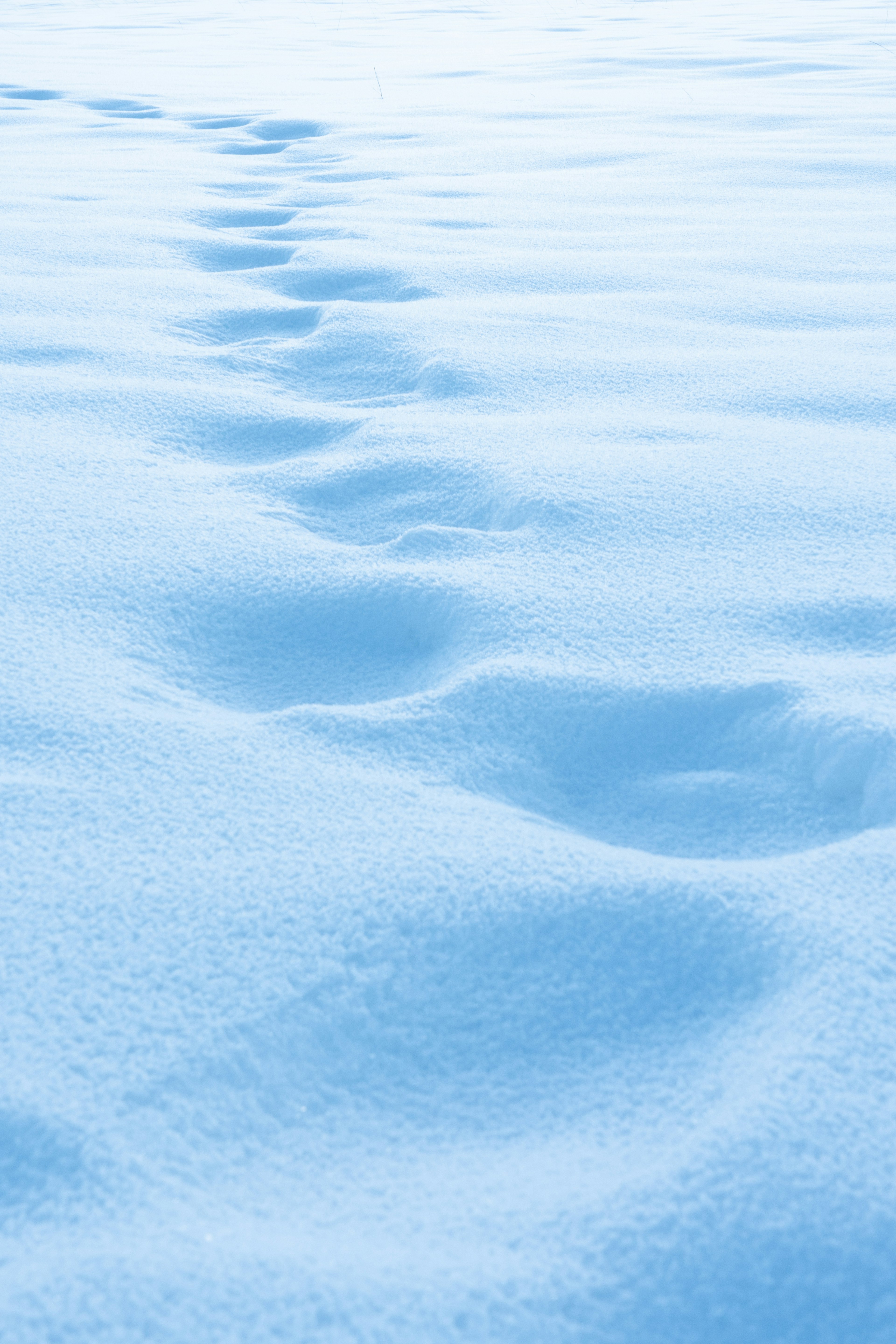 Una serie de huellas en la nieve con un tono azul visible