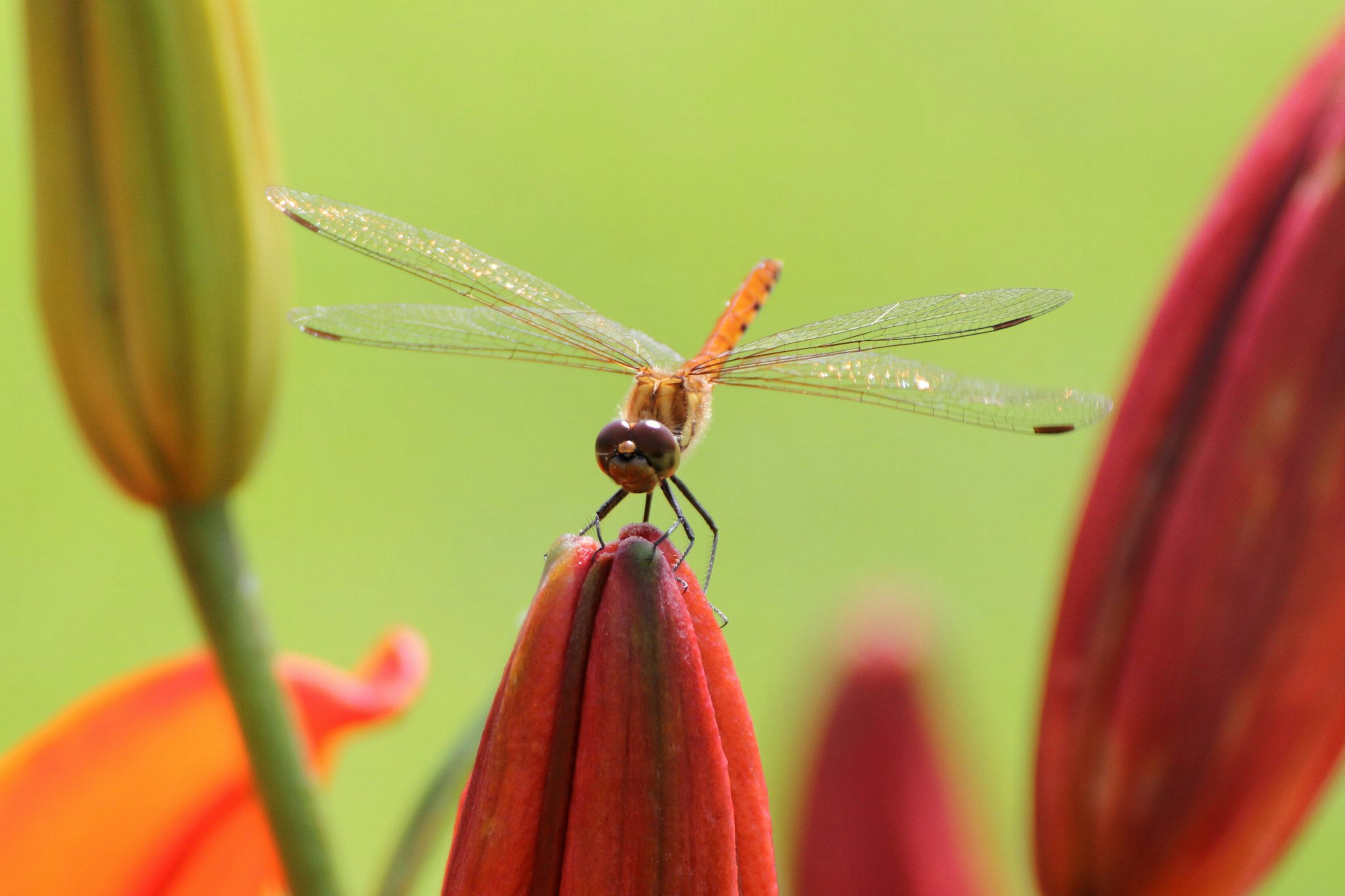 Close-up seekor capung yang bertengger di atas bunga merah