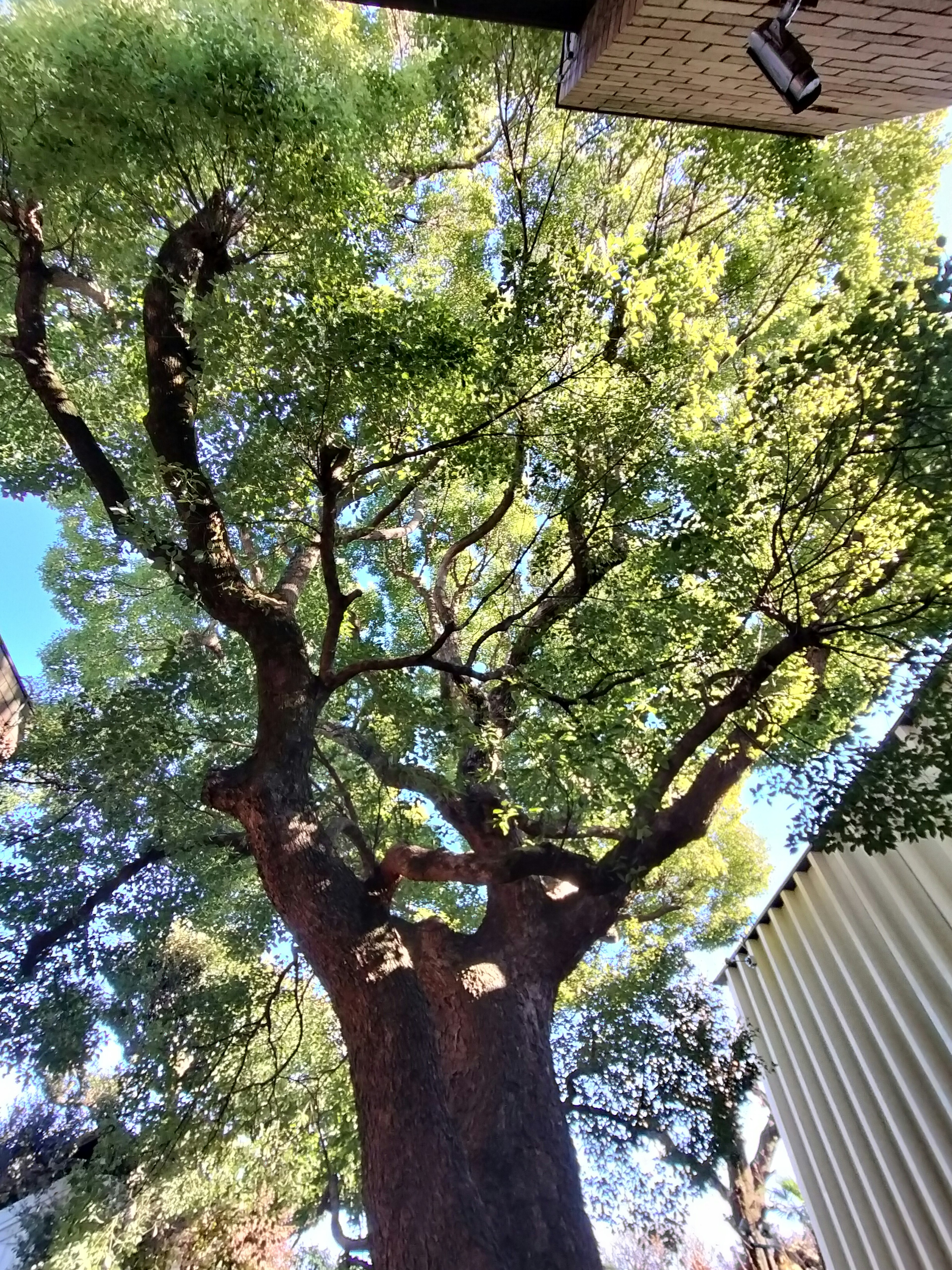 大きな木の下から見上げた景色 緑の葉が豊かに広がっている