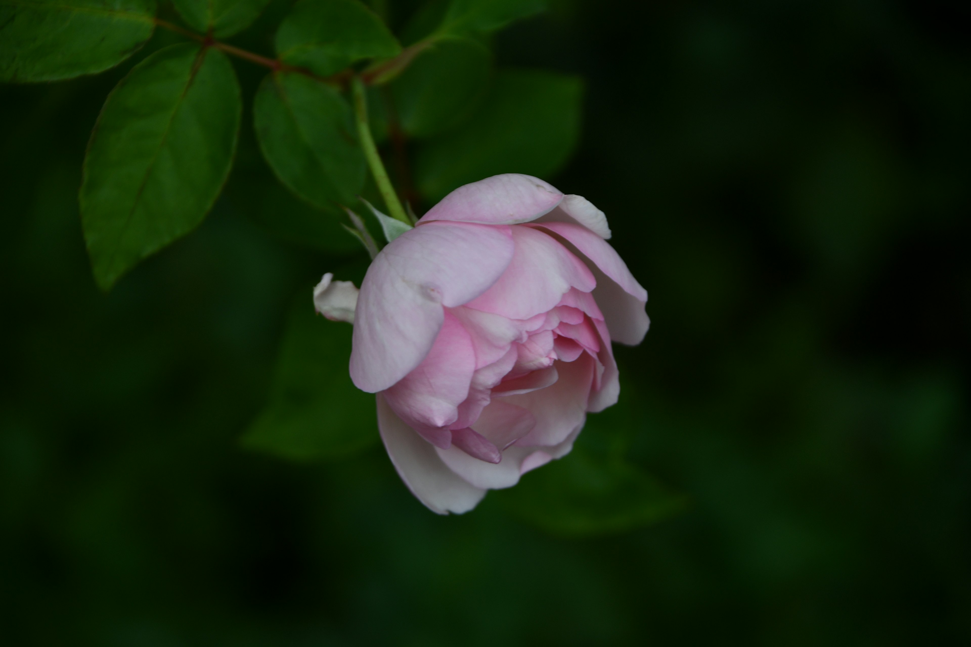 薄いピンクのバラの花が緑の葉に囲まれている