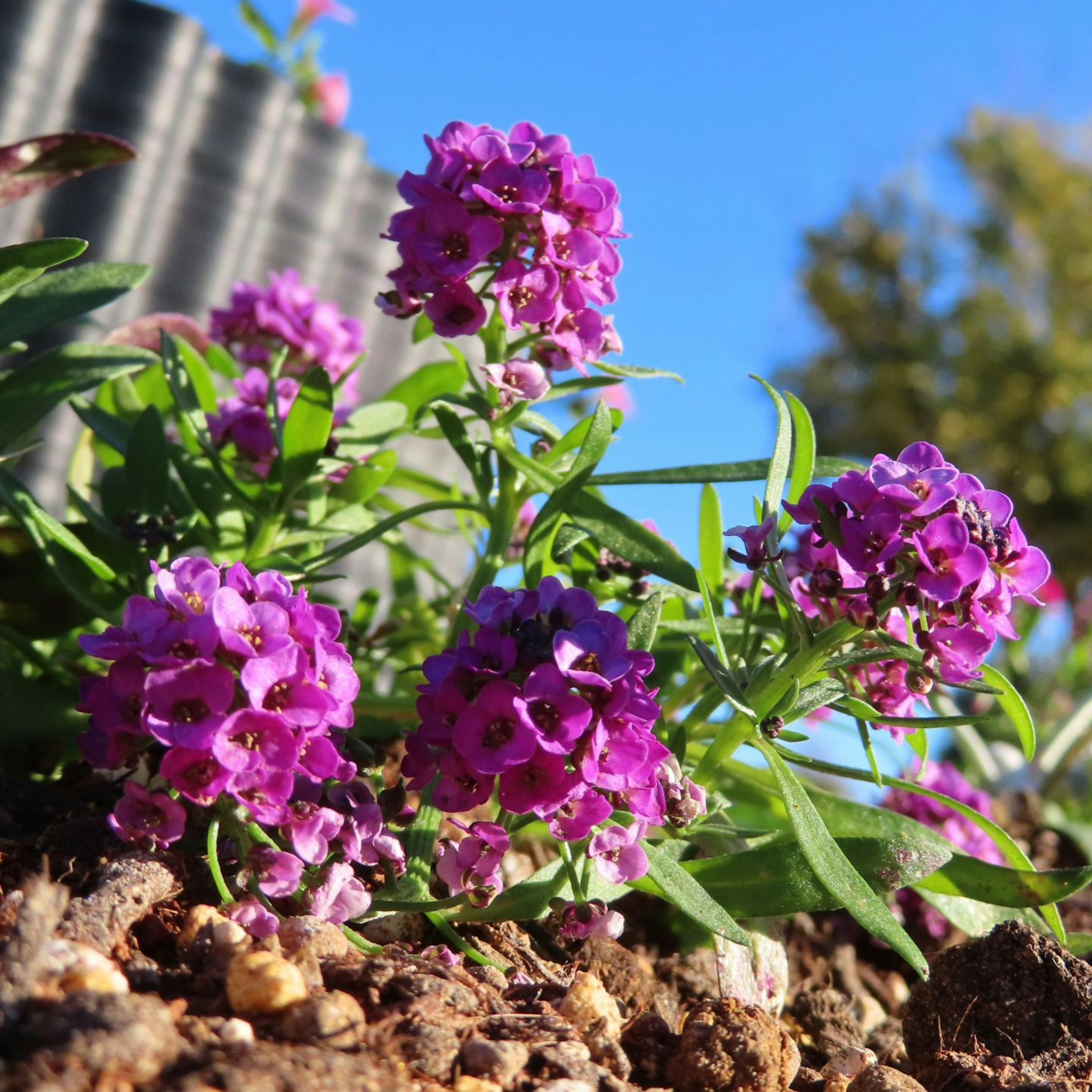 Nahaufnahme von lila Blumen, die in einem Garten blühen