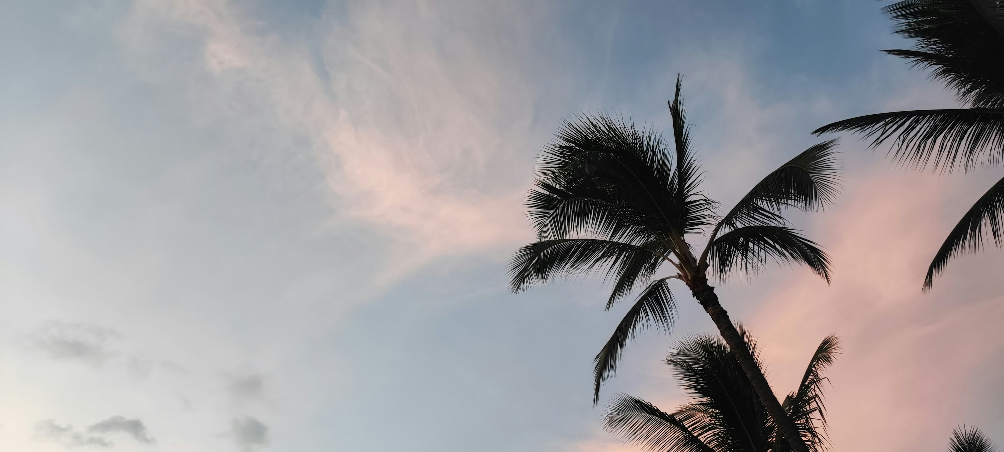 Silhouette of palm trees against a blue sky with soft clouds