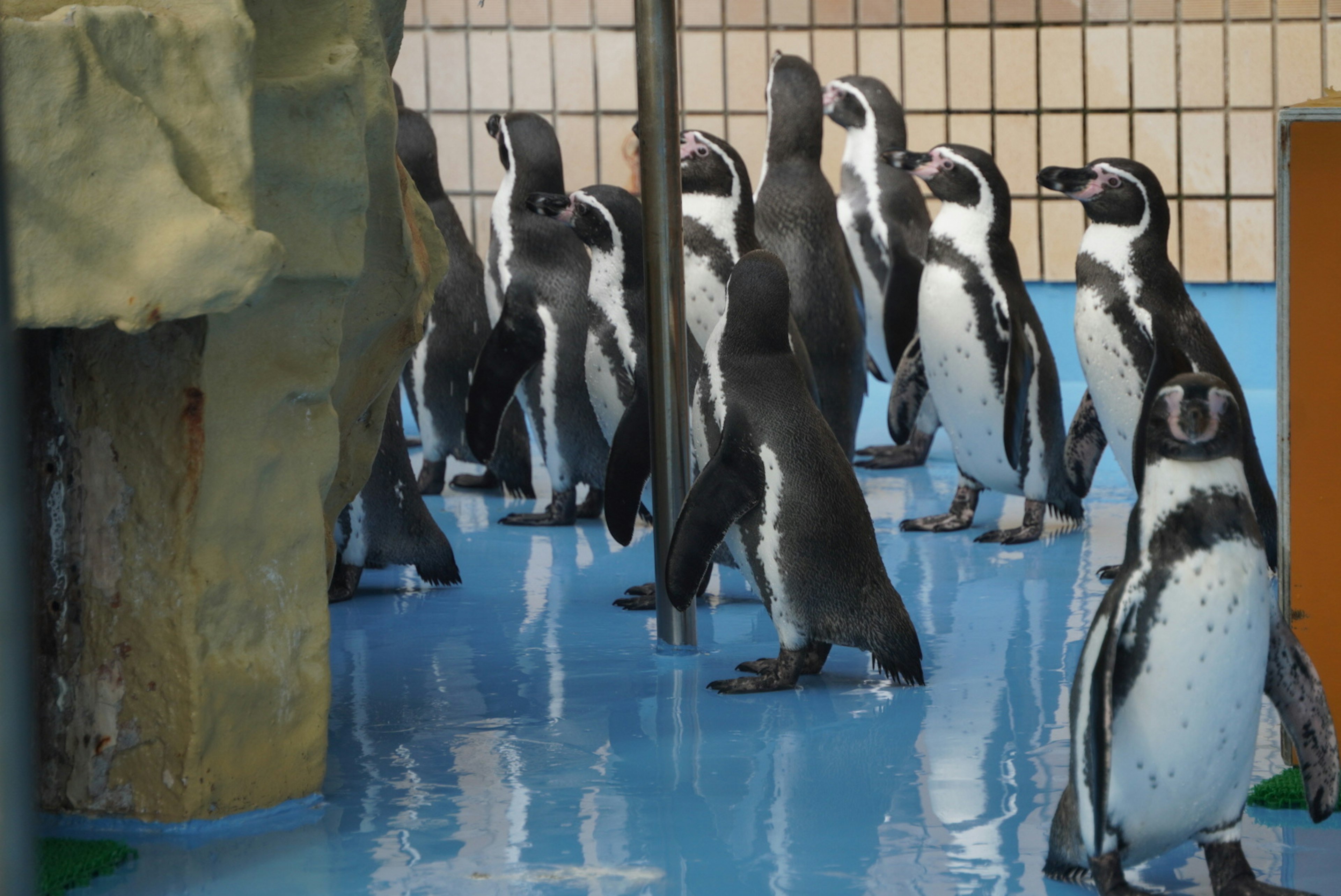 Un gruppo di pinguini in piedi in un acquario