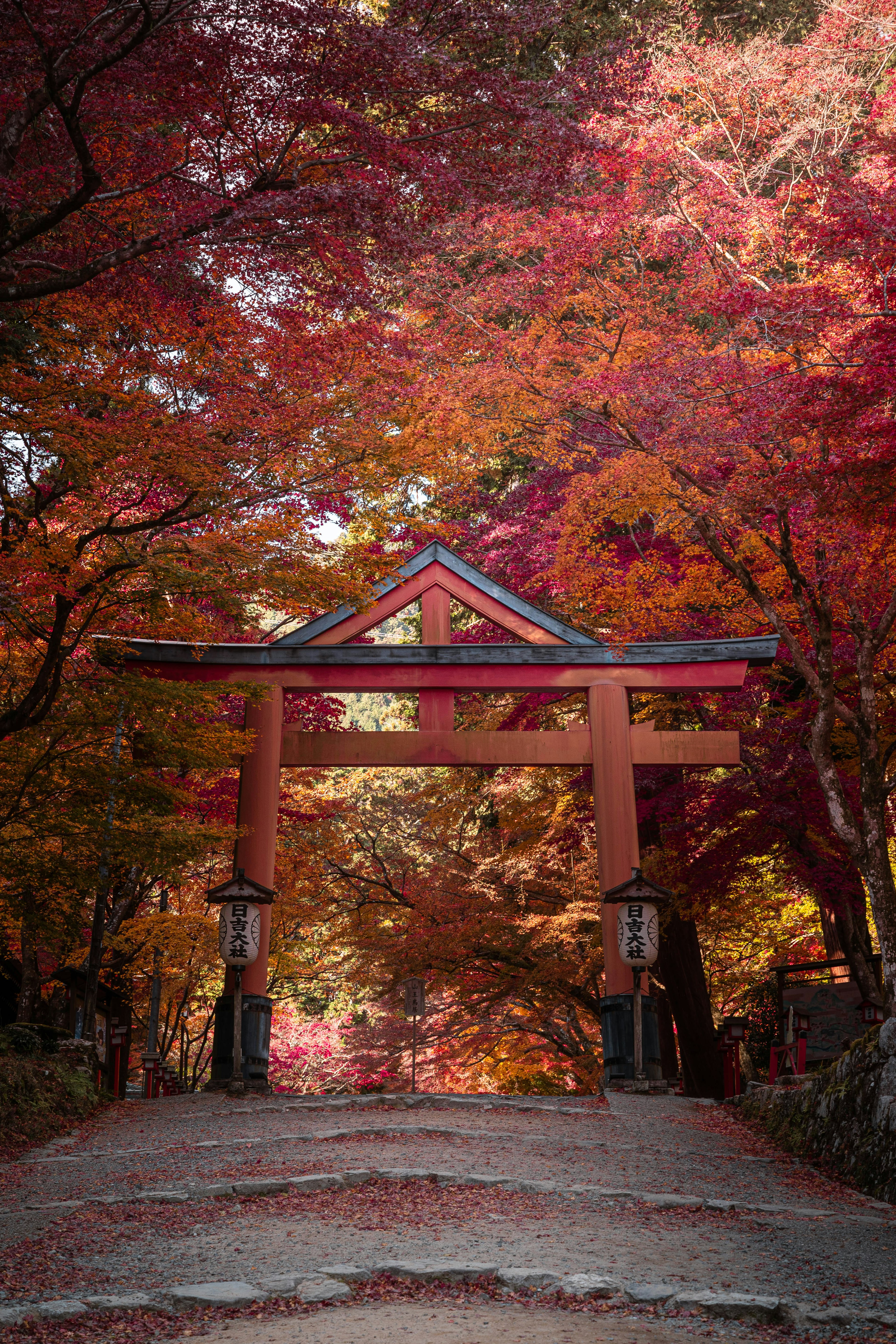 色鮮やかな紅葉に囲まれた朱色の鳥居と石灯籠の景観