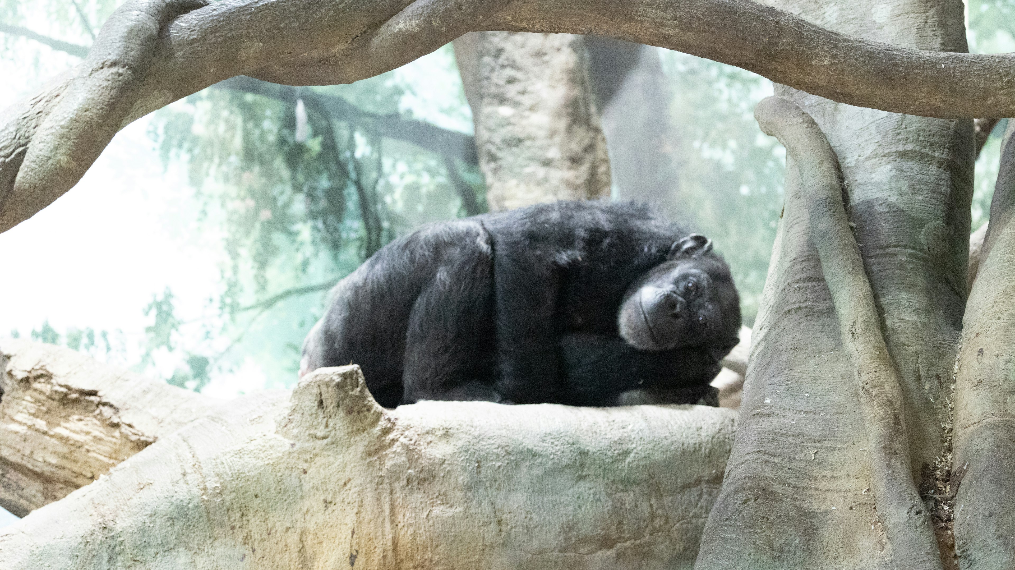 Black animal curled up on a tree branch