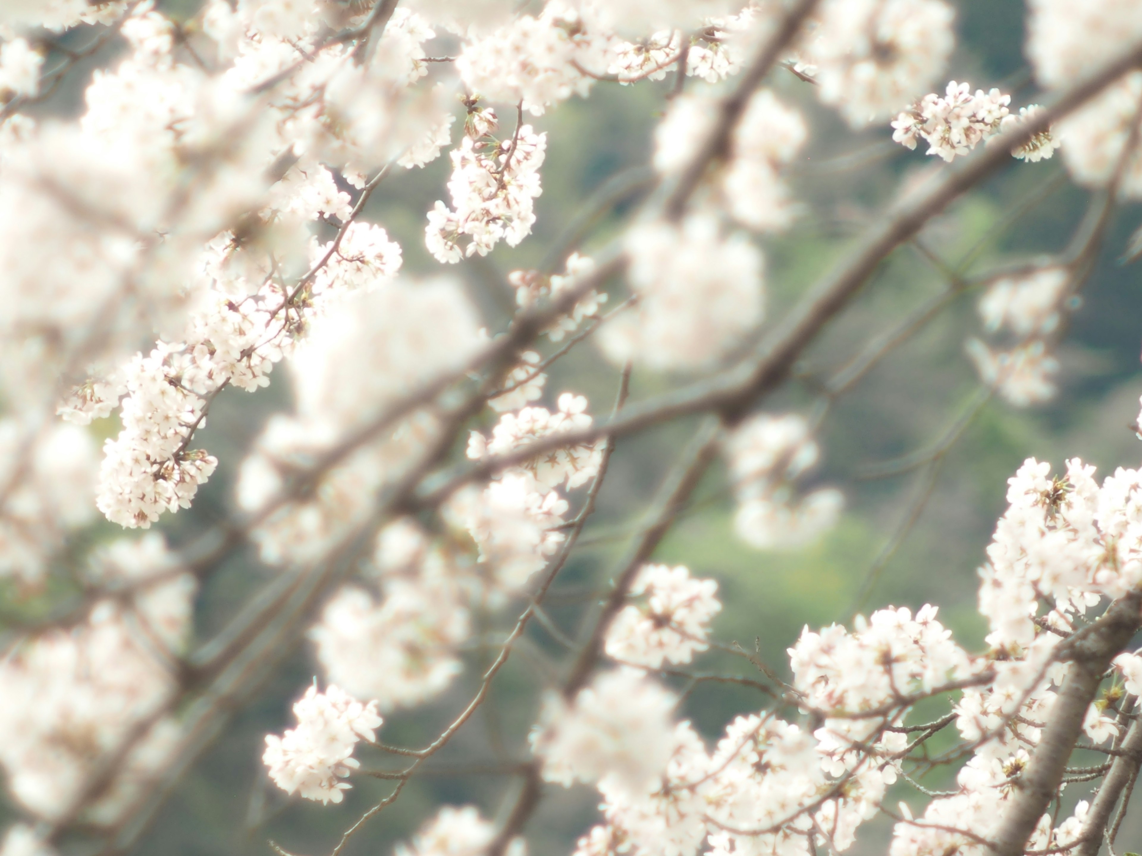 Fondo borroso con flores de cerezo en flor