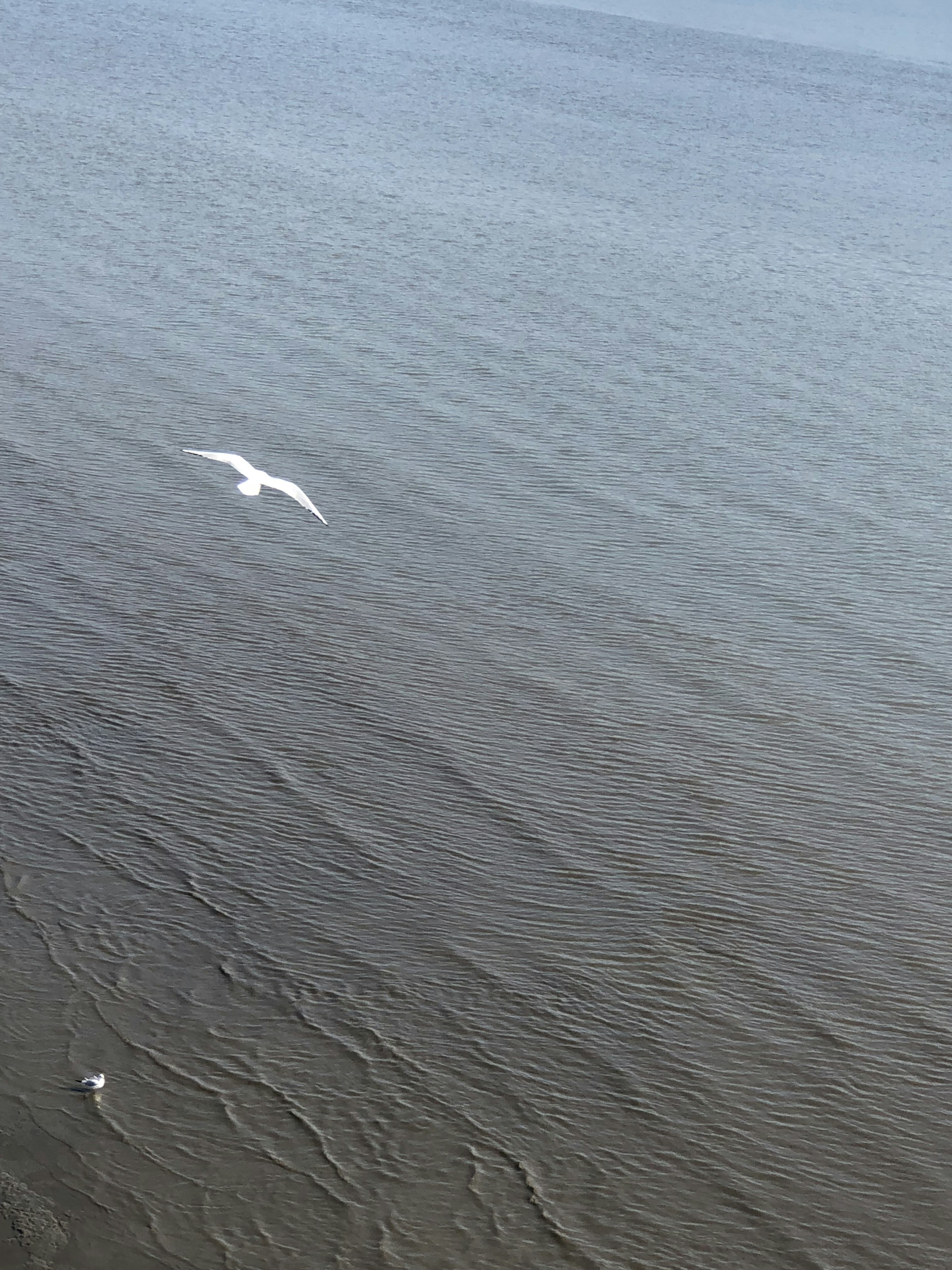 Un uccello bianco che vola sopra il mare con onde ondulate