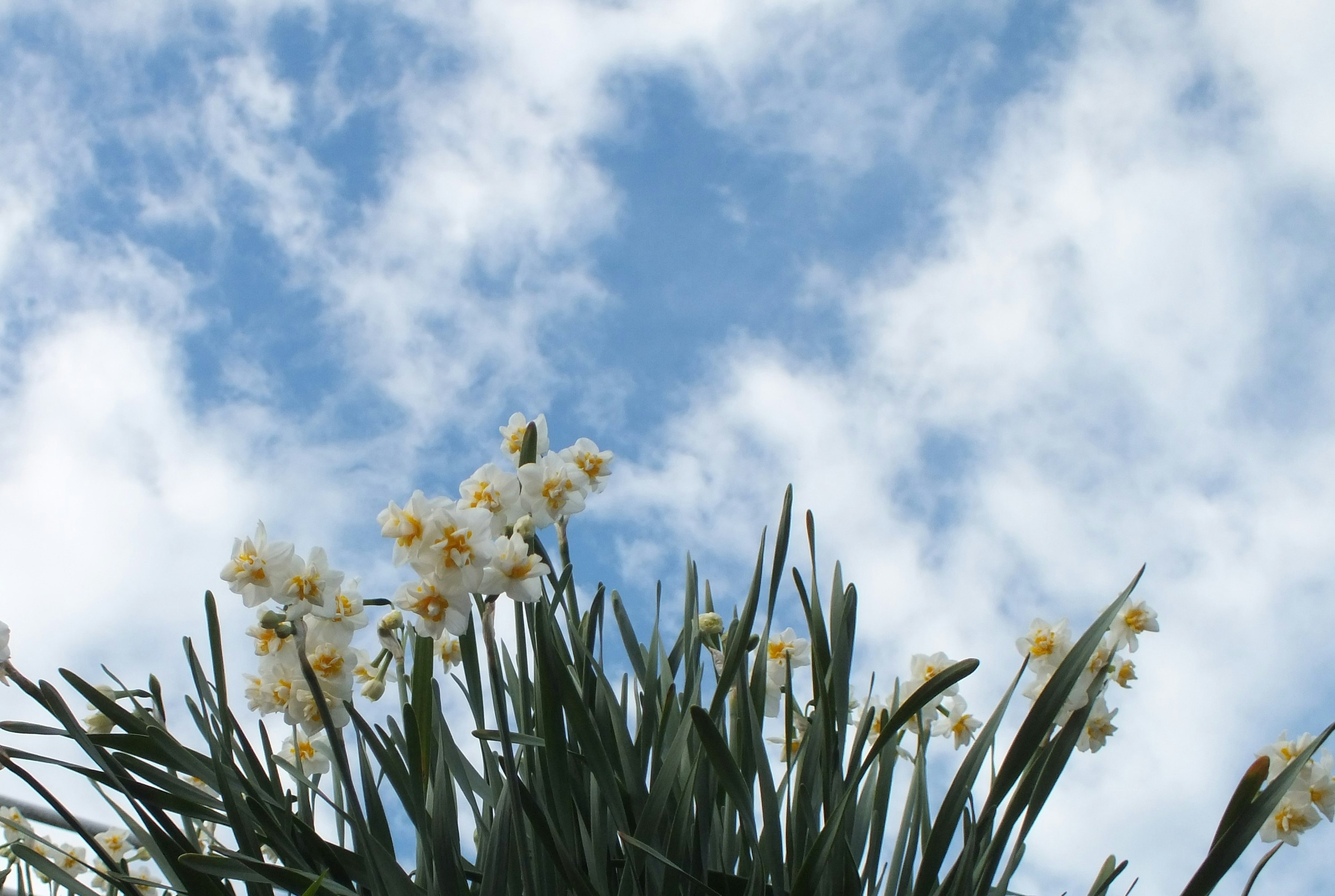 Gelbe Blumen und grüne Blätter unter einem blauen Himmel mit weißen Wolken