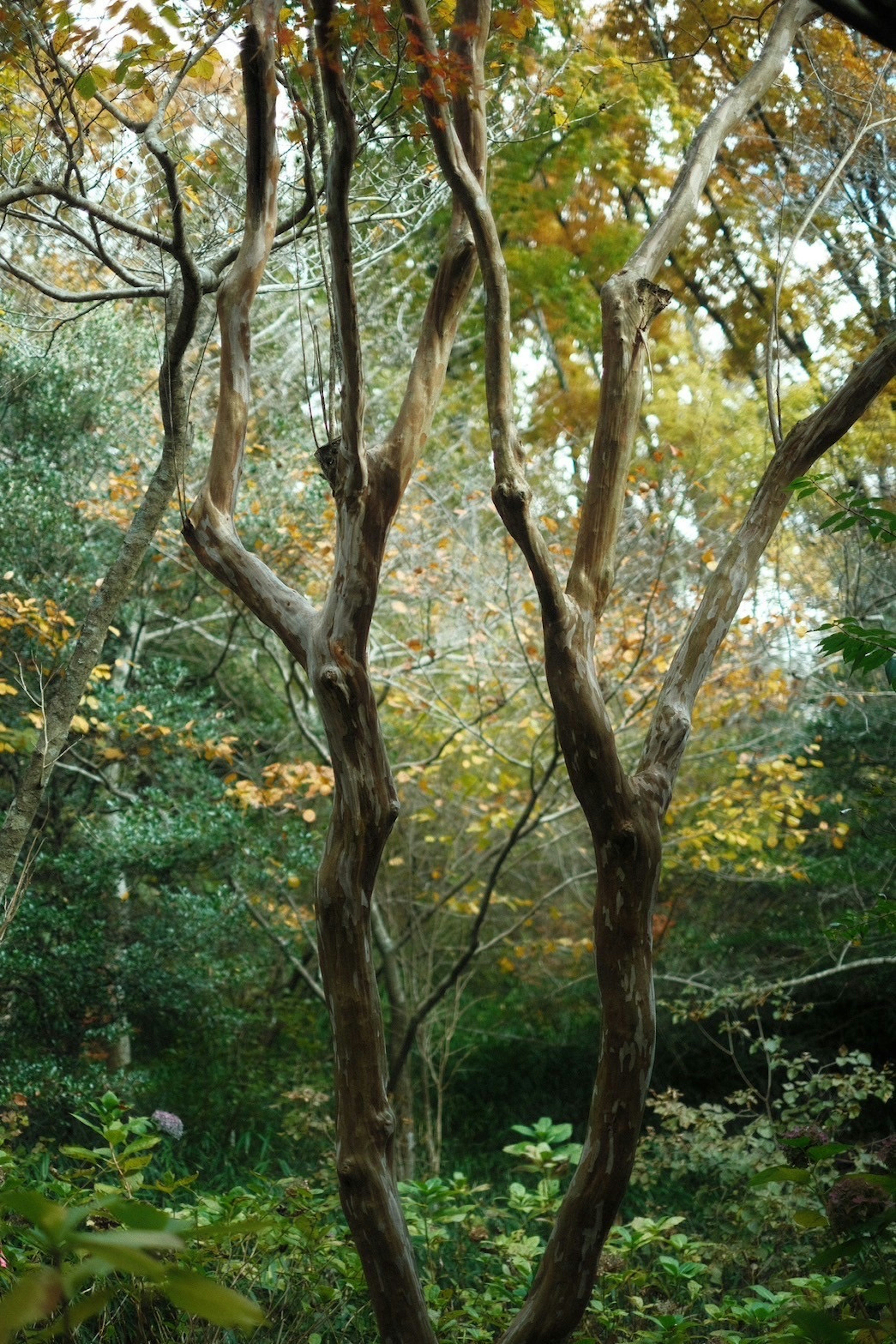 秋の葉が茂る筋状の木の幹が見える森林の風景