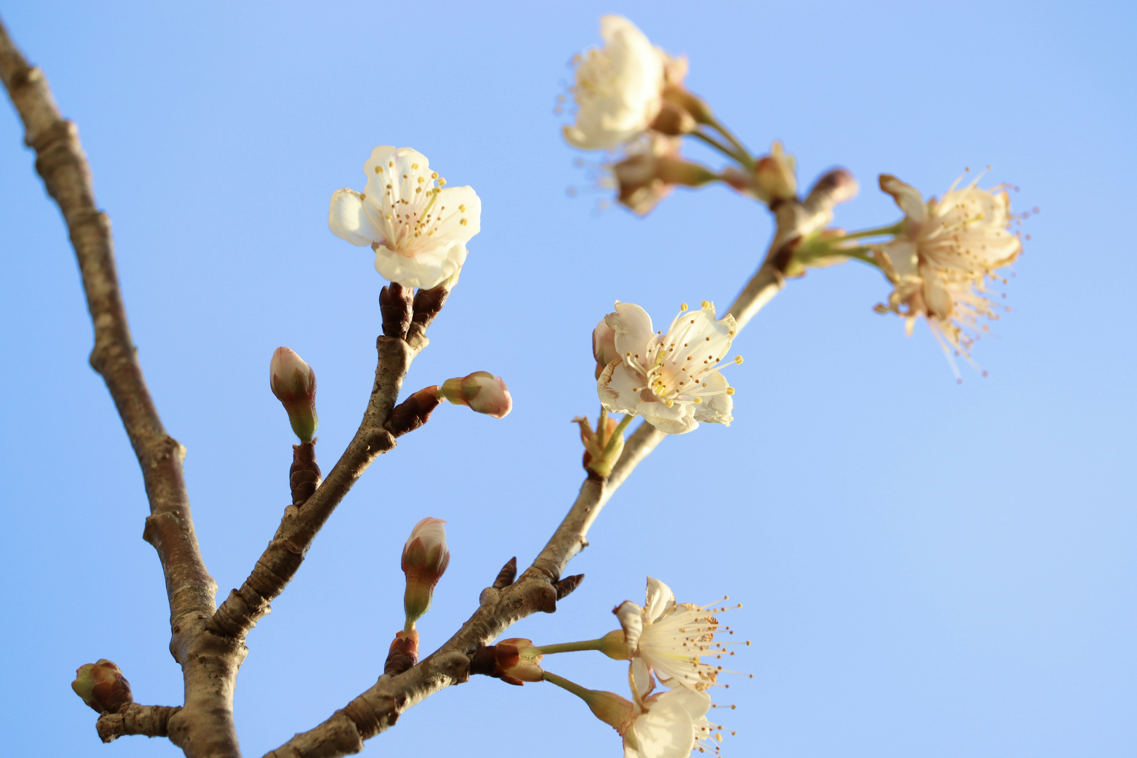 Branche avec des fleurs de cerisier blanches sur fond de ciel bleu