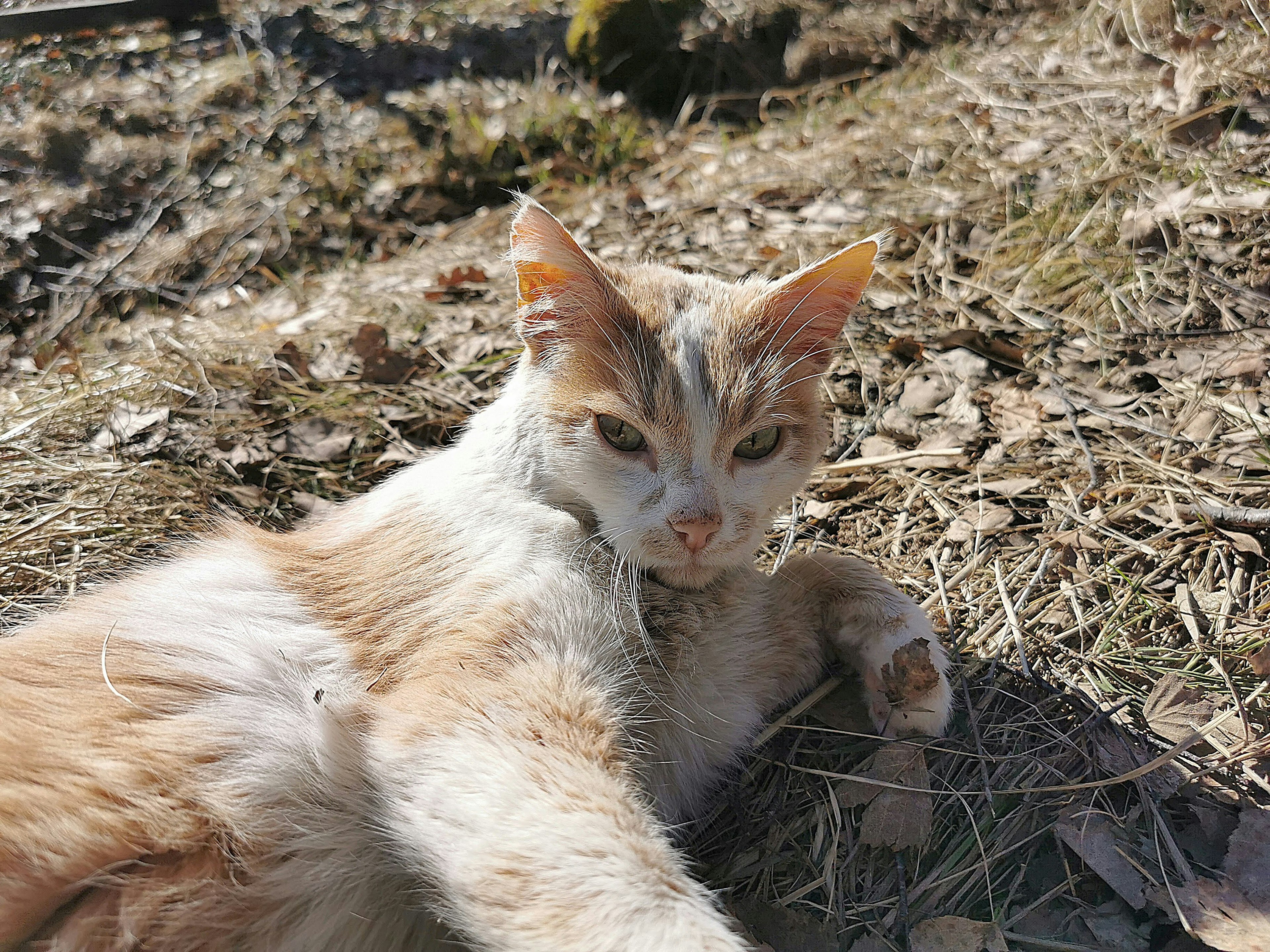 在阳光下放松的橙白色猫