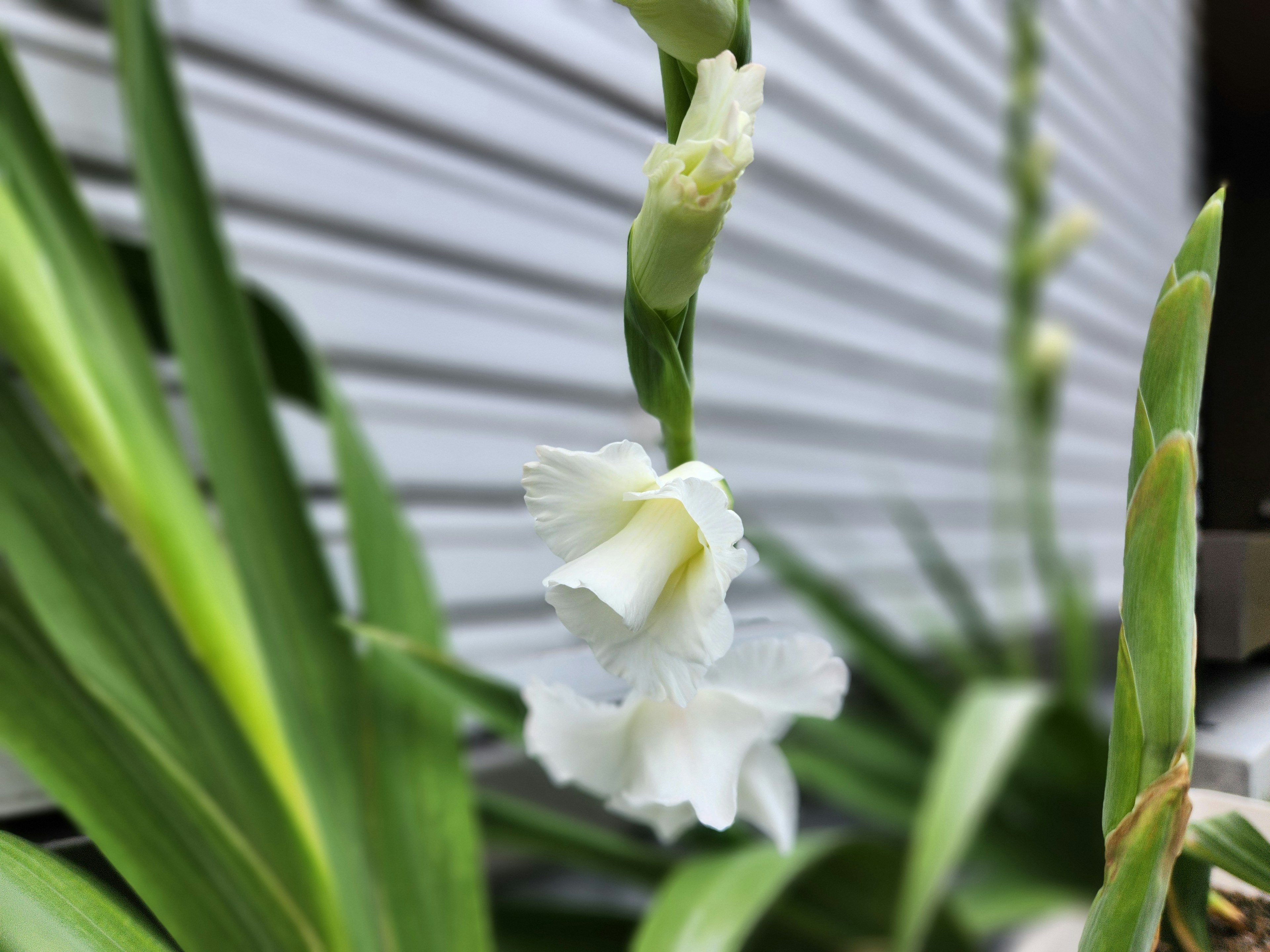 Weiße Orchideenblüte umgeben von grünen Blättern