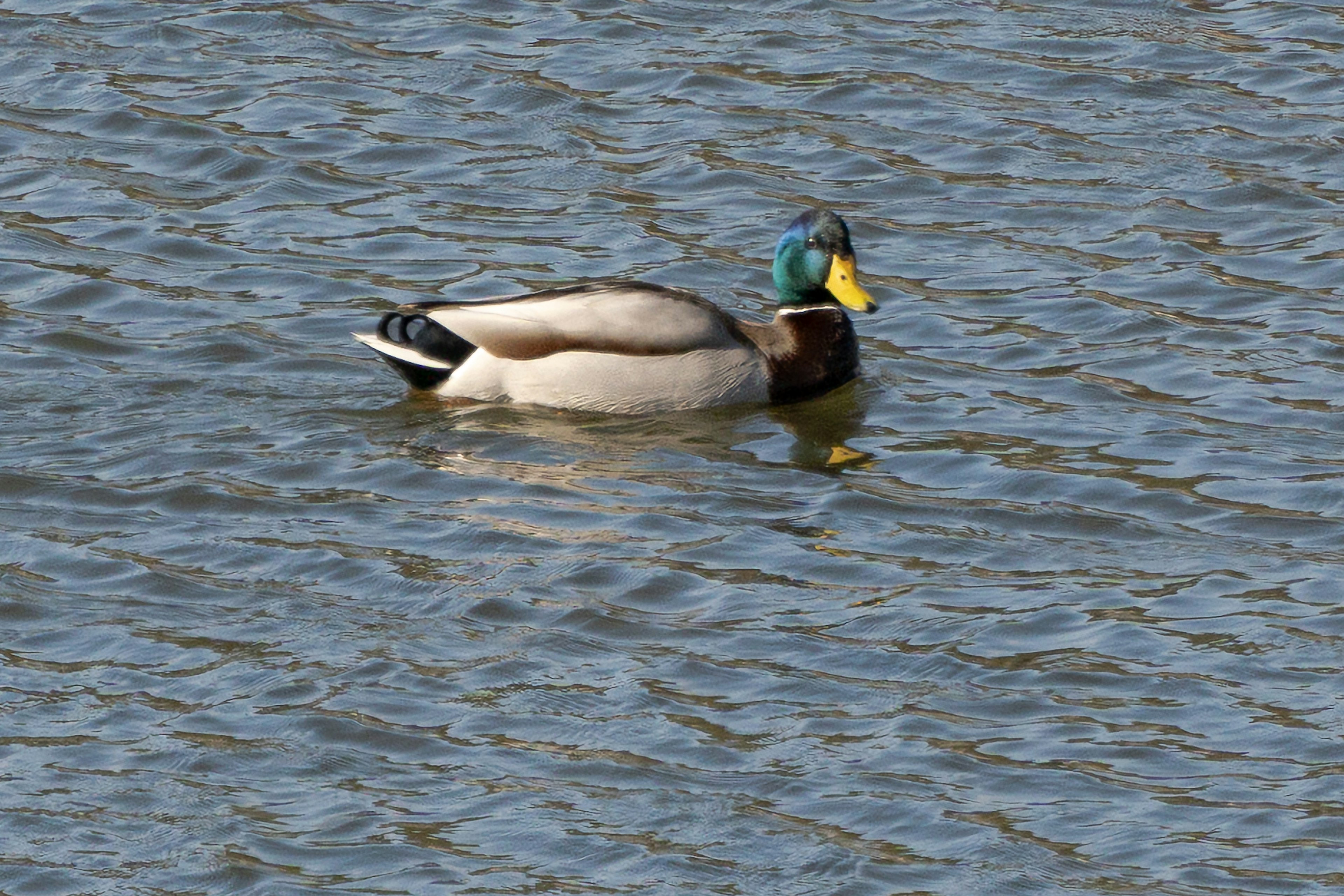 Männlicher Stockente schwimmt auf der Wasseroberfläche