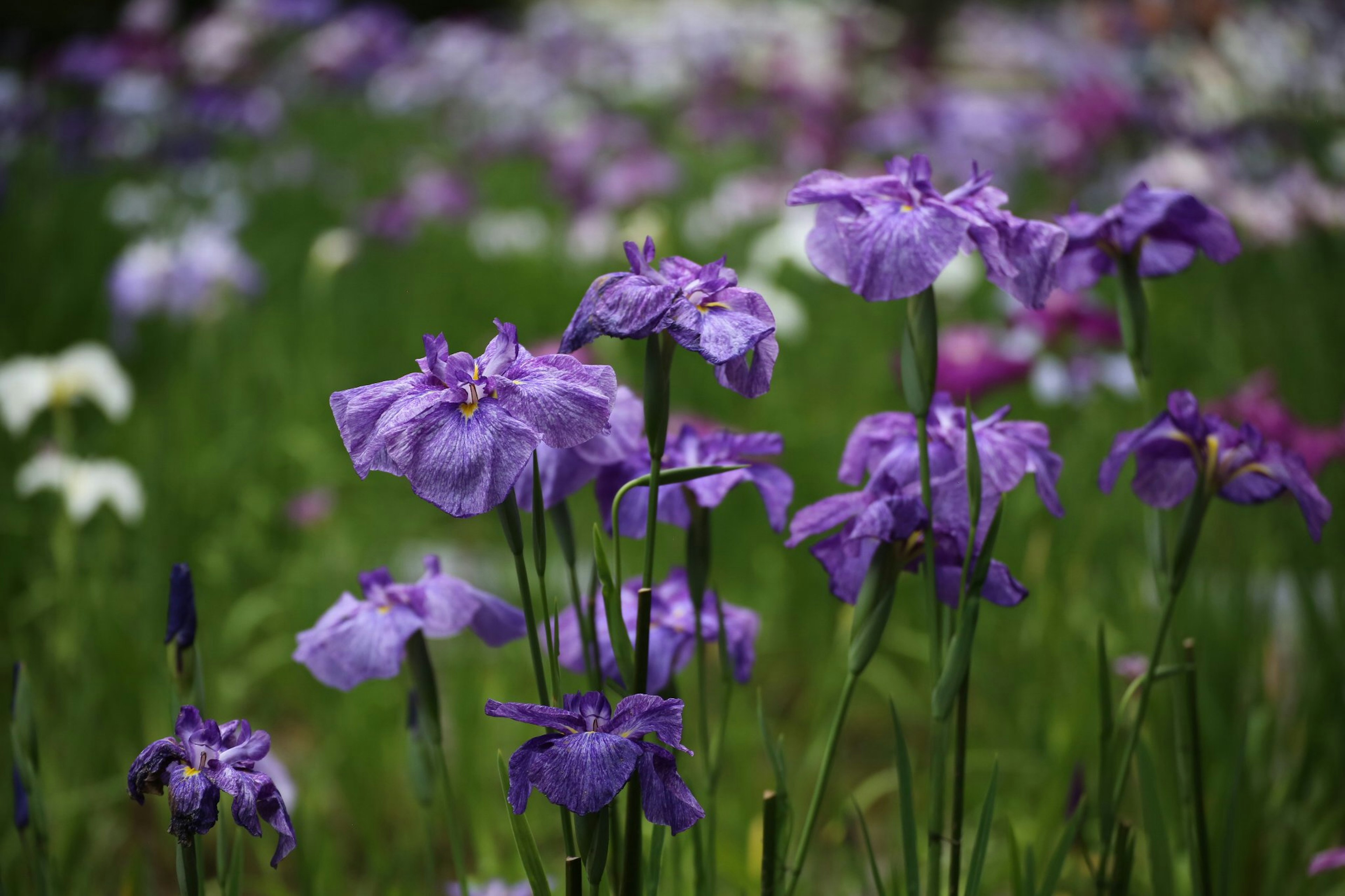 Ein Feld mit blühenden lila Blumen