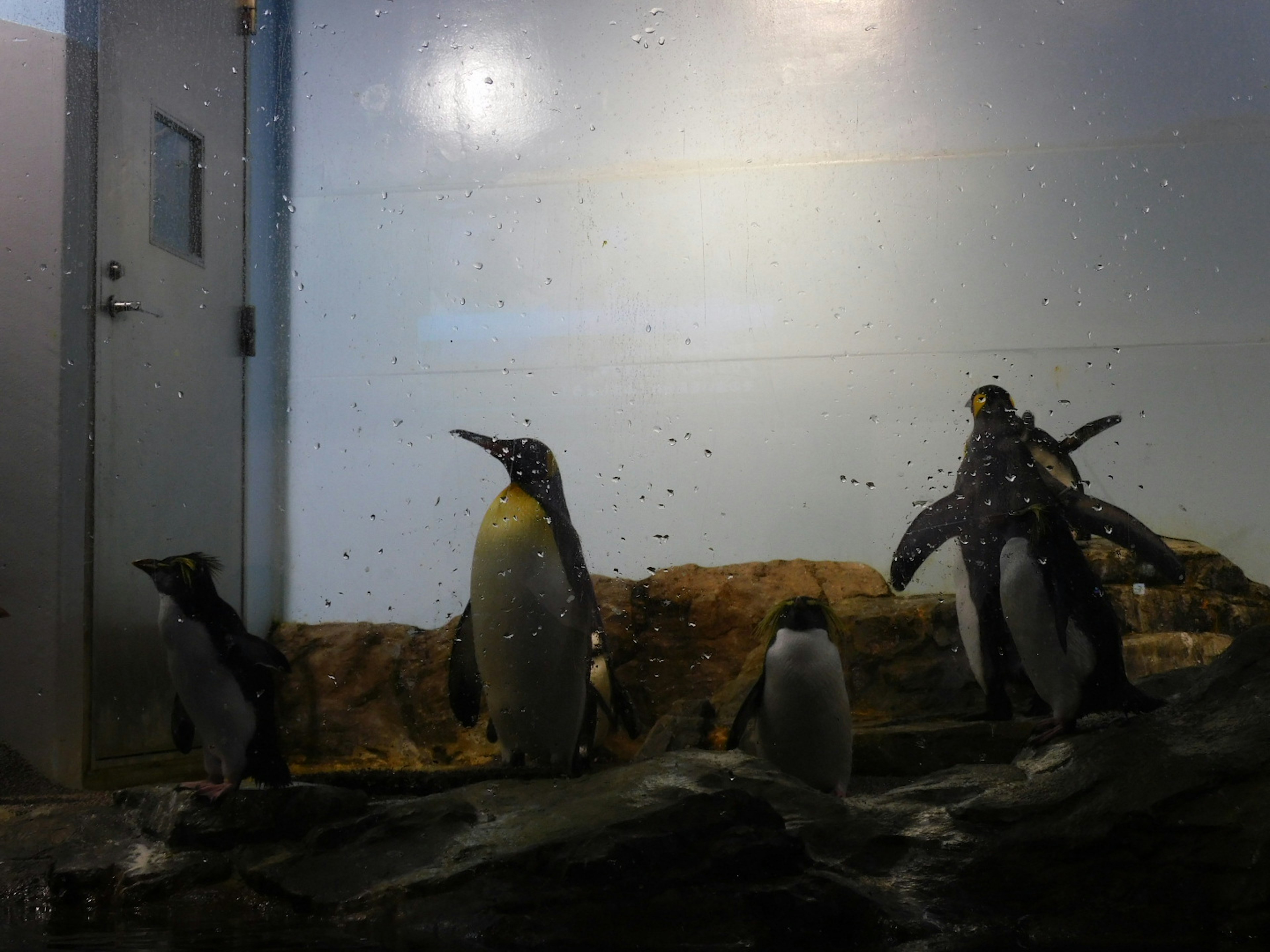 Penguins in water with a blue wall and door in the background