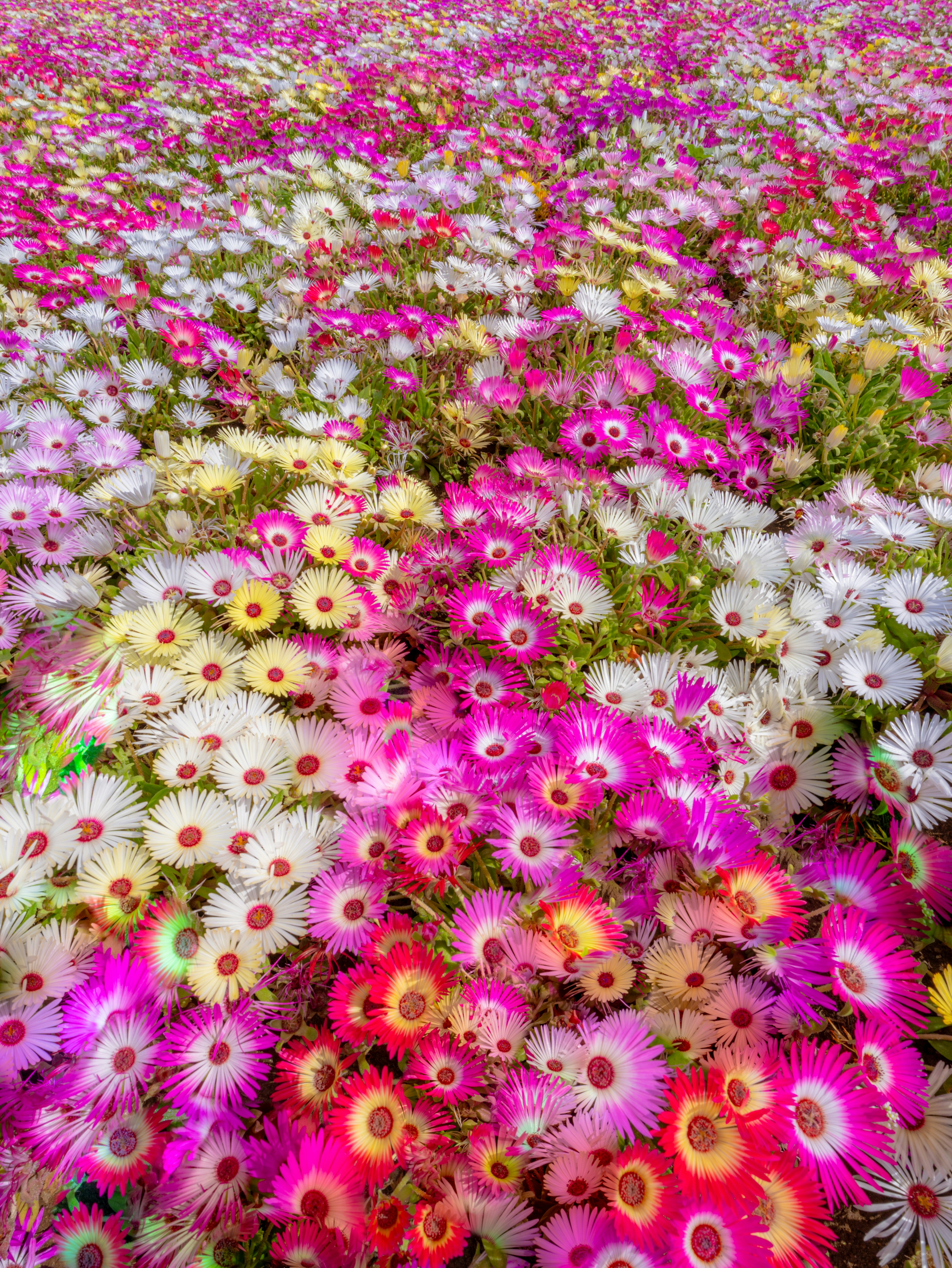 色とりどりの花が広がる美しい風景