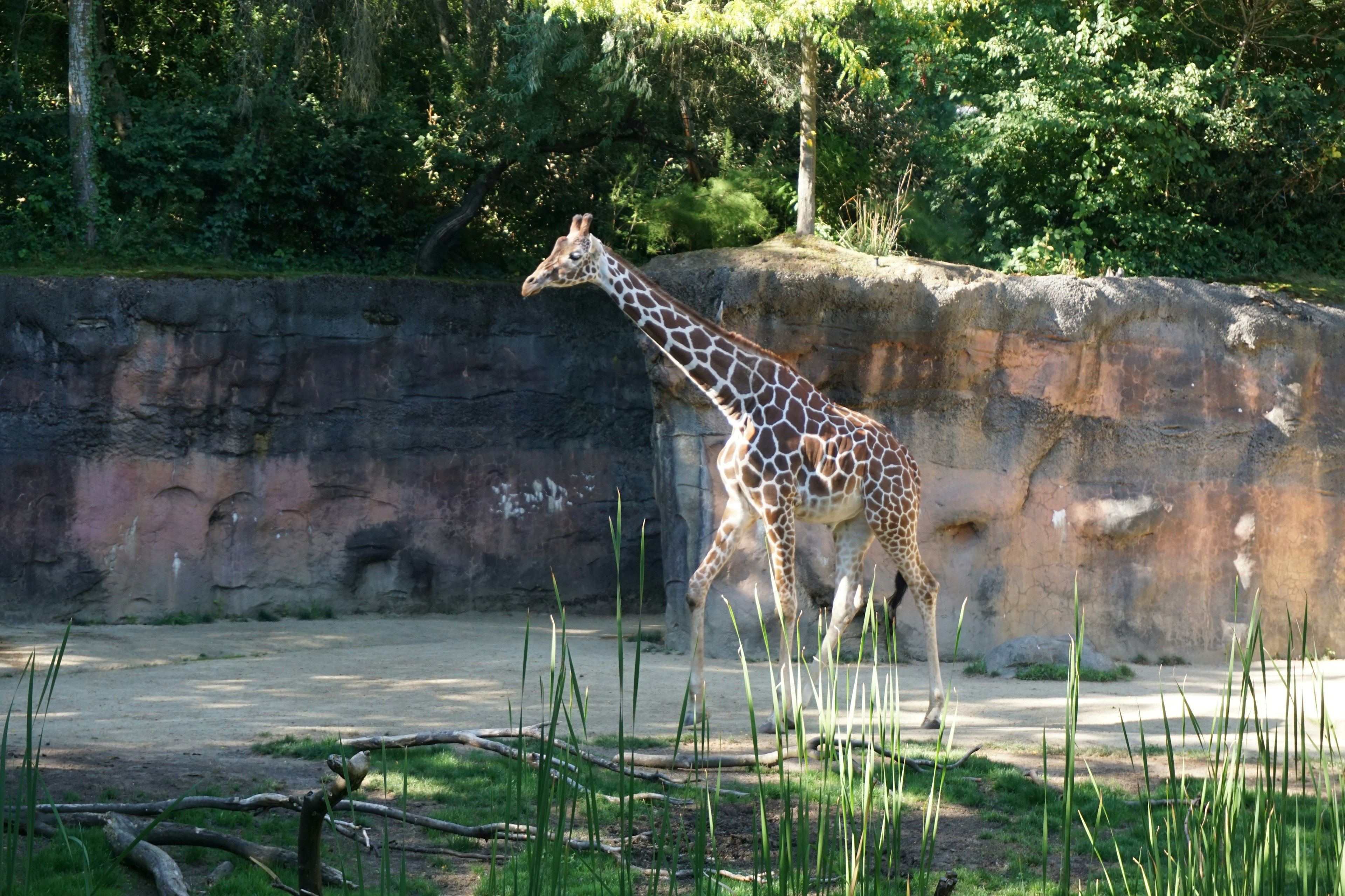 Giraffe, die in einem Zoo mit üppigem grünem Hintergrund und Felswand läuft