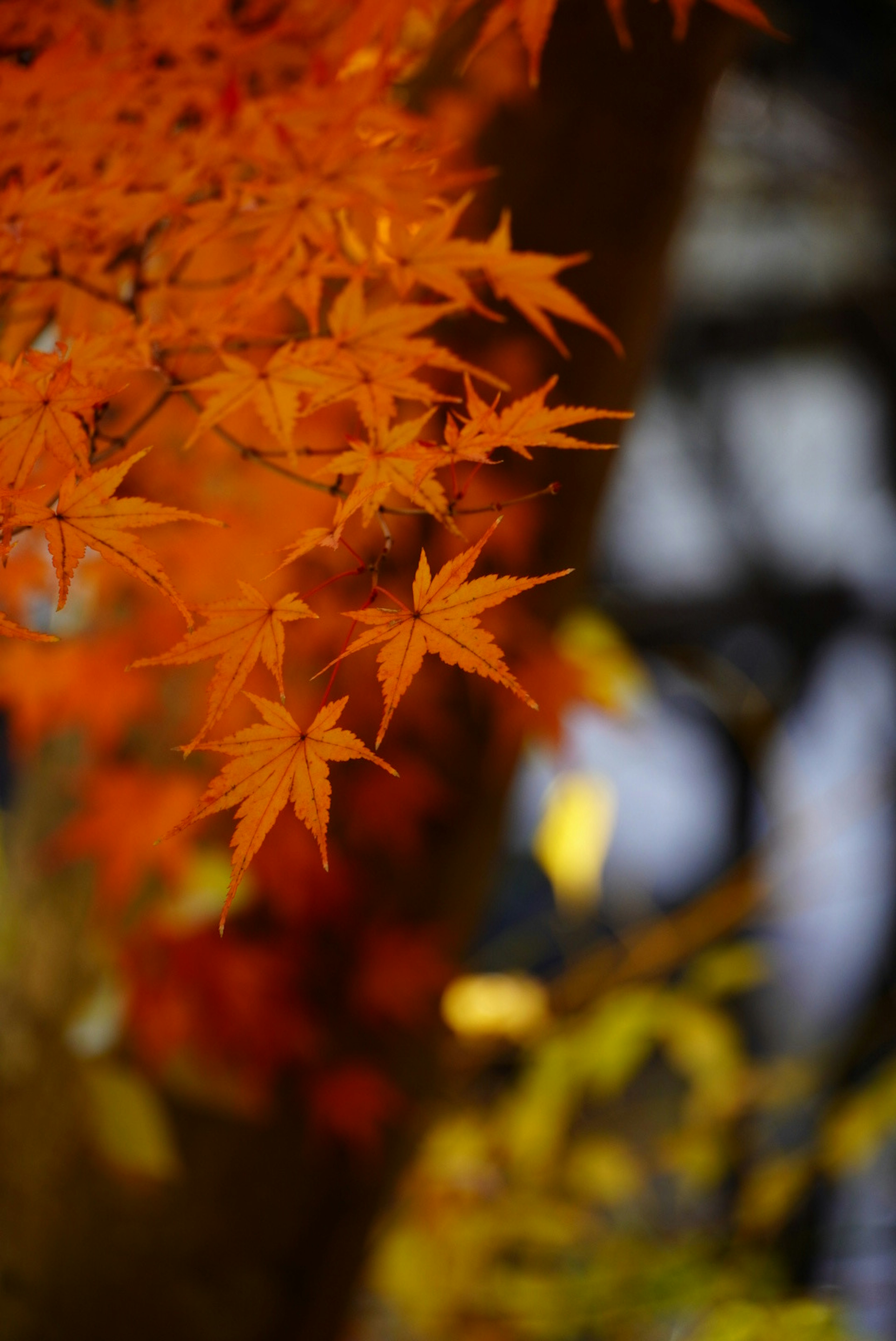 Gros plan de feuilles d'érable orange vif