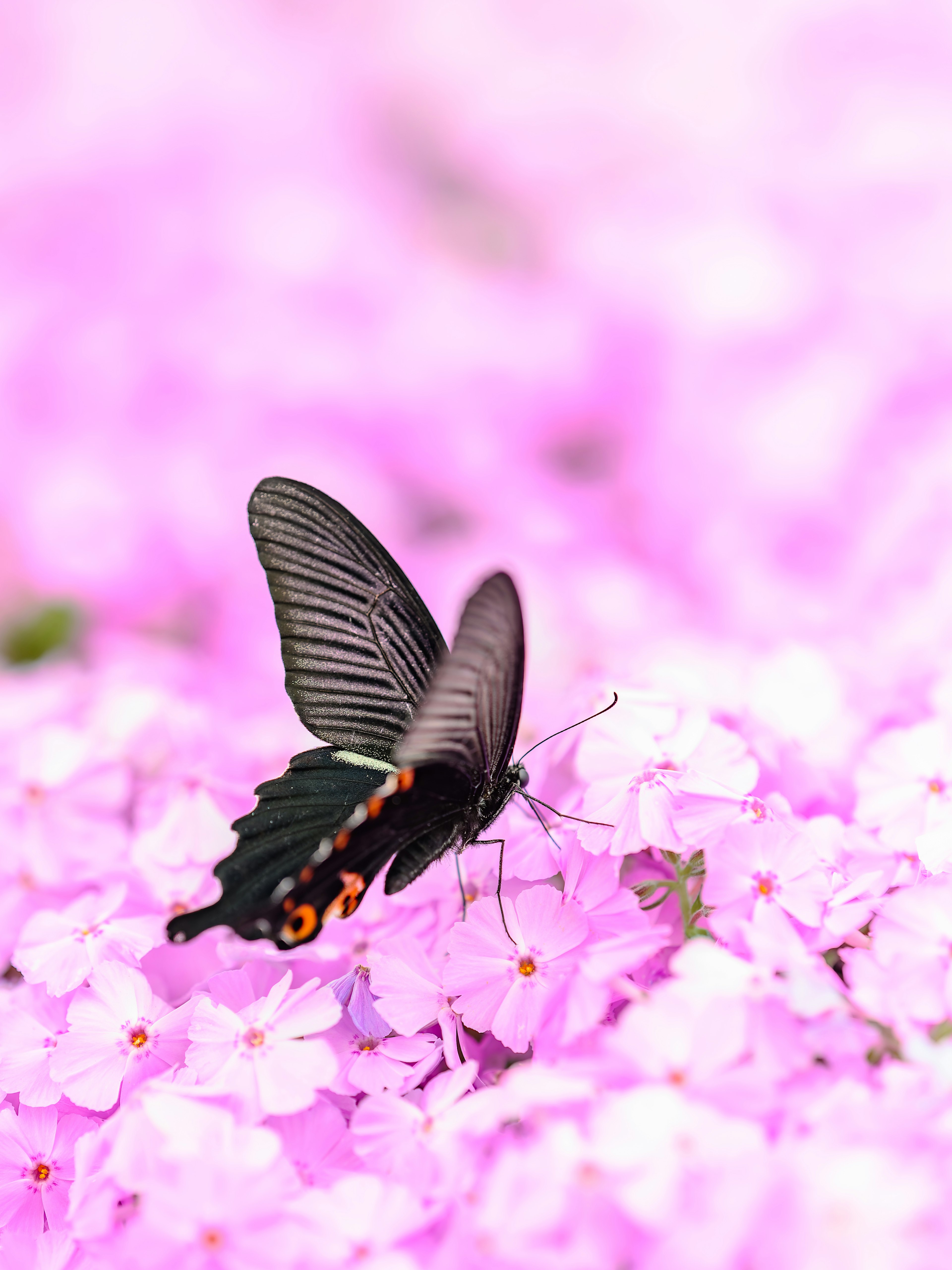 黒い蝶がピンクの花の上に止まっている