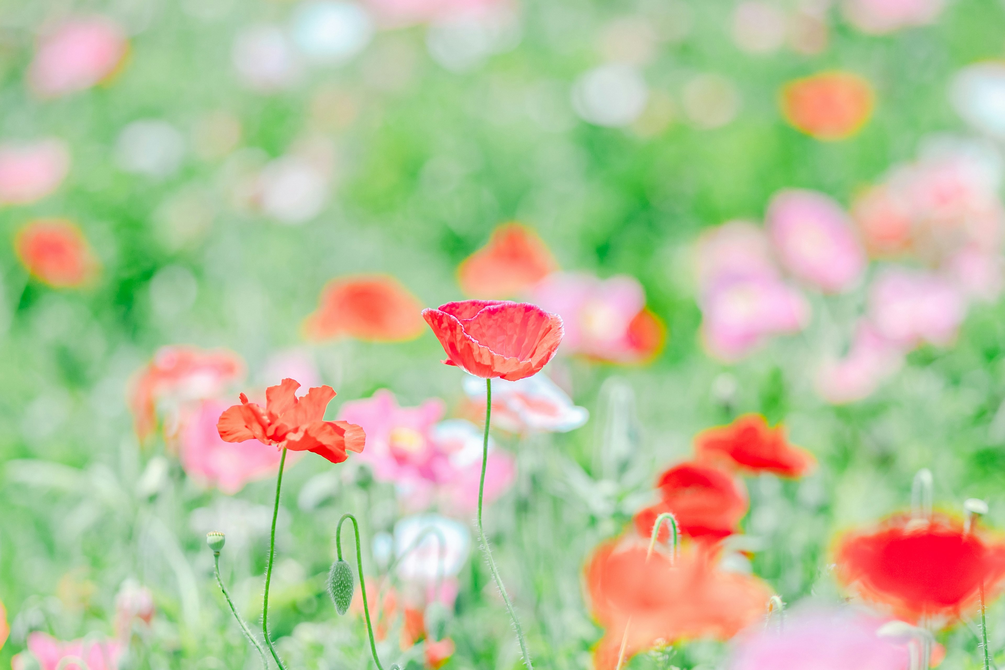 色とりどりの花が咲き誇る風景の中で、鮮やかな赤いポピーが目立っている