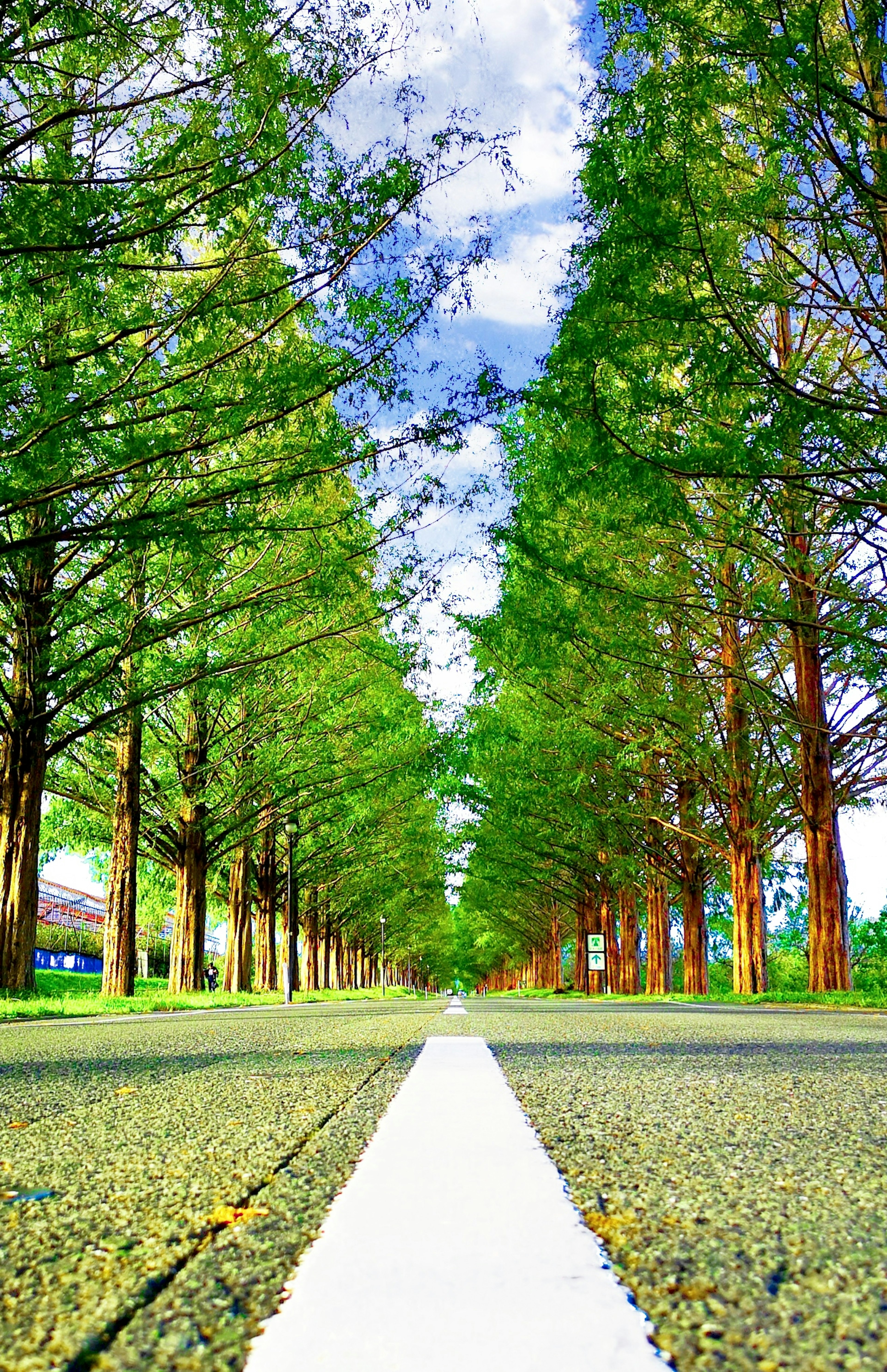 Straight road lined with tall green trees under a blue sky