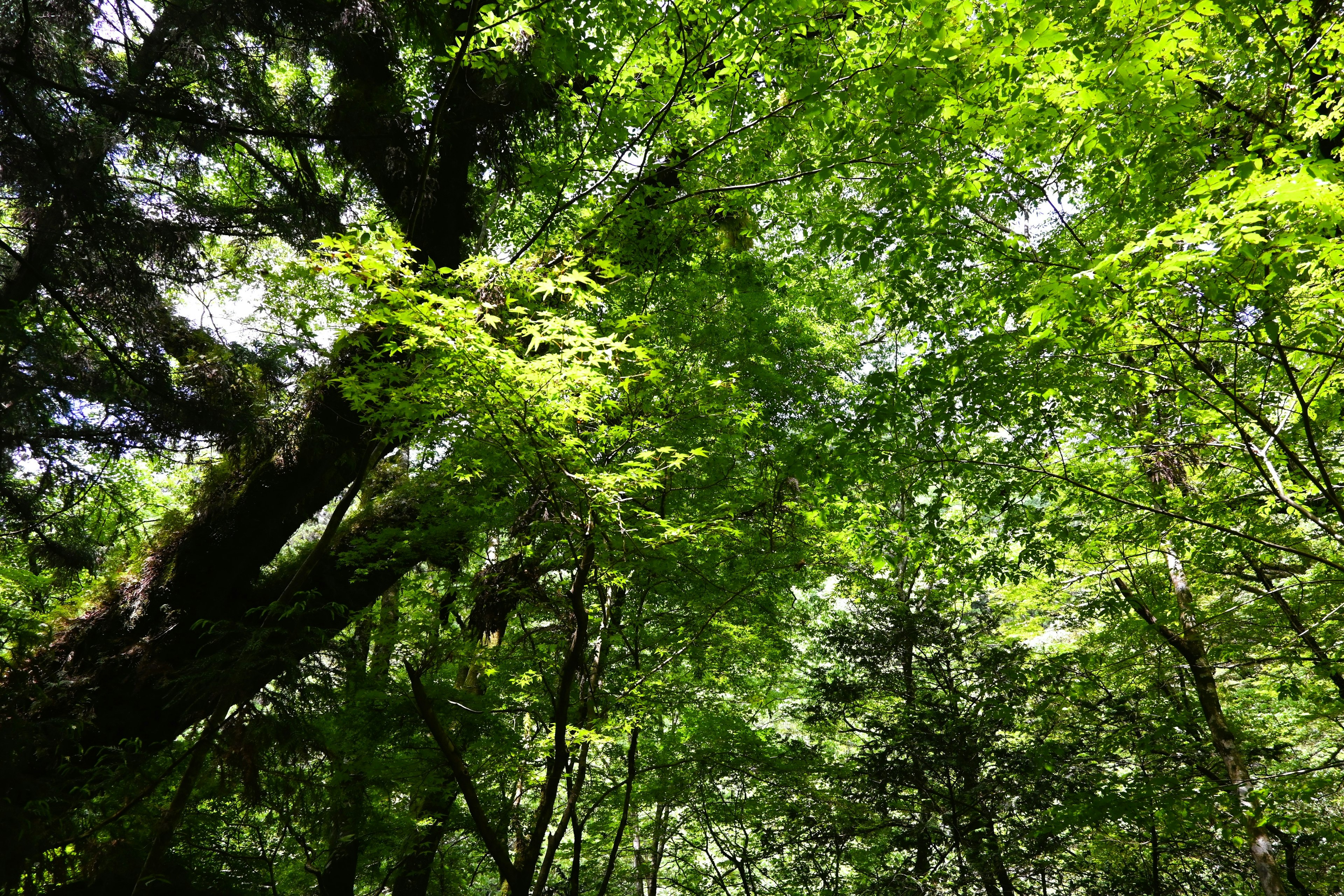 Canopée verte luxuriante avec la lumière du soleil filtrant