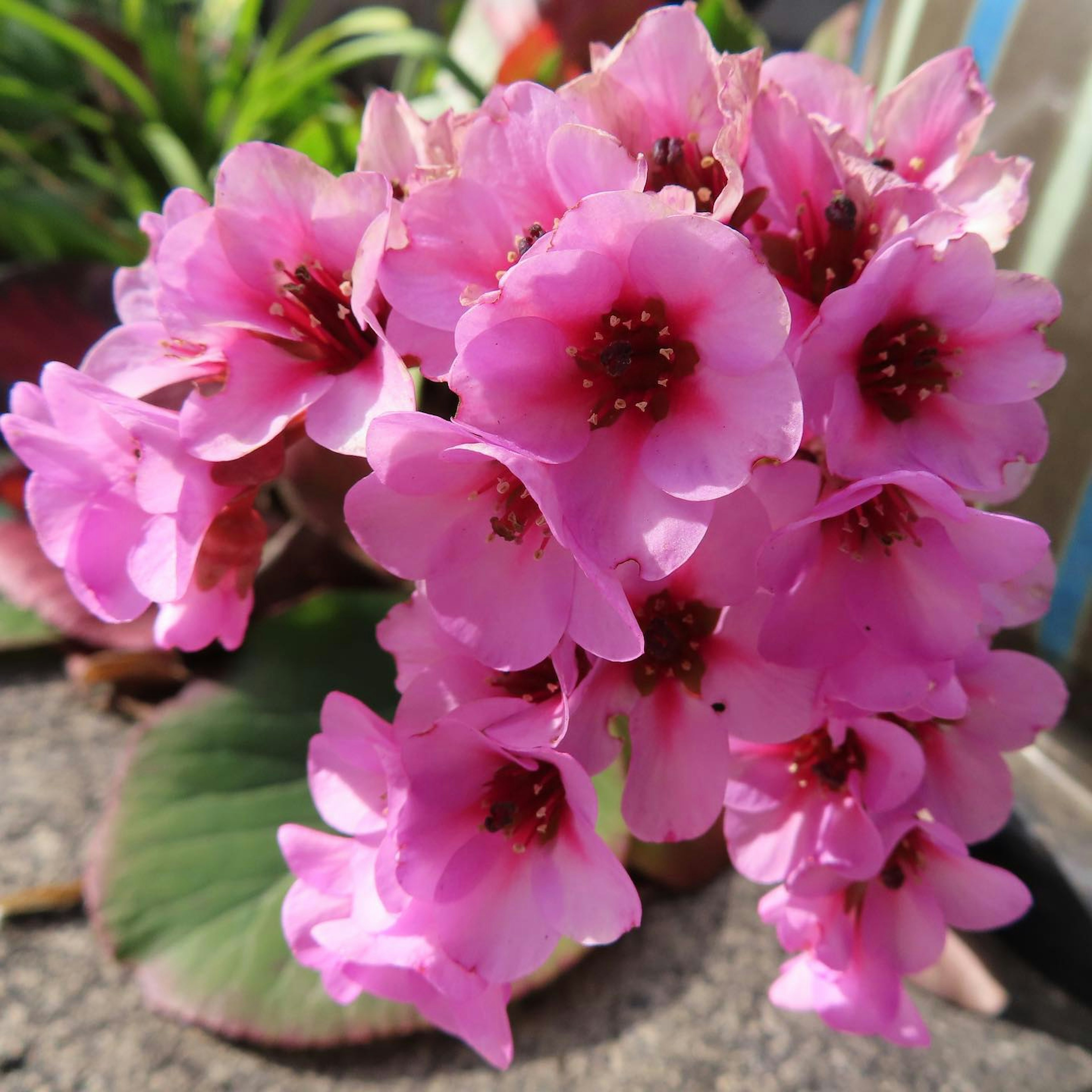 Un gruppo di fiori rosa vivaci in piena fioritura