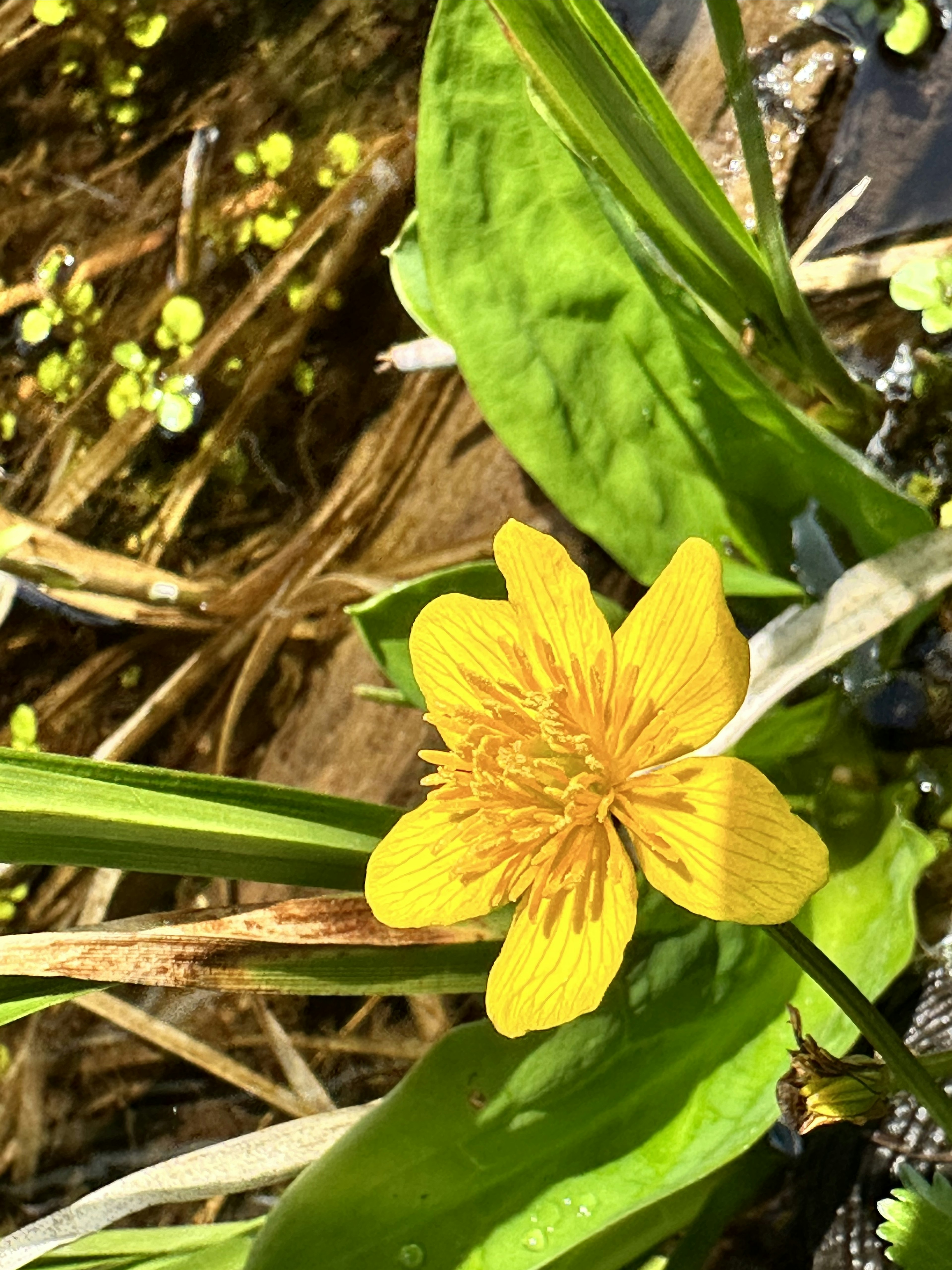 水辺に咲く鮮やかな黄色の花と緑の葉