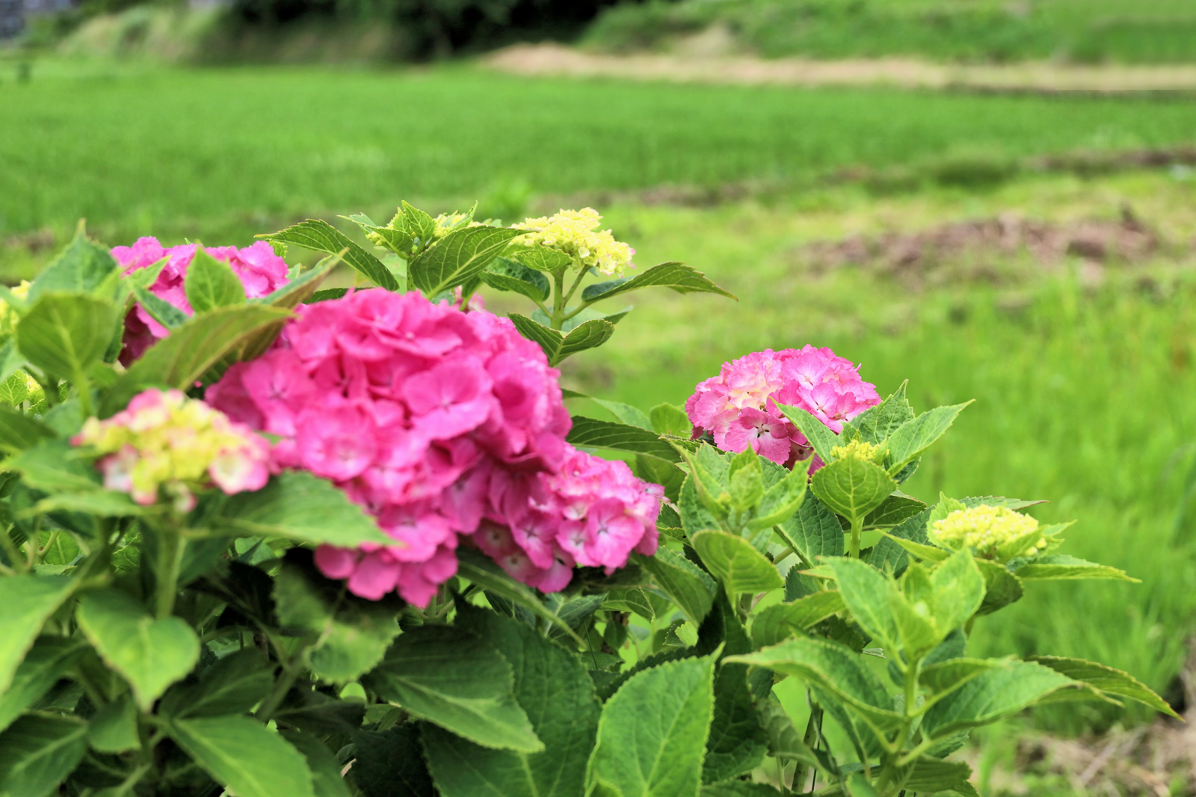 Fiori rosa e verde chiaro in un paesaggio rurale rigoglioso