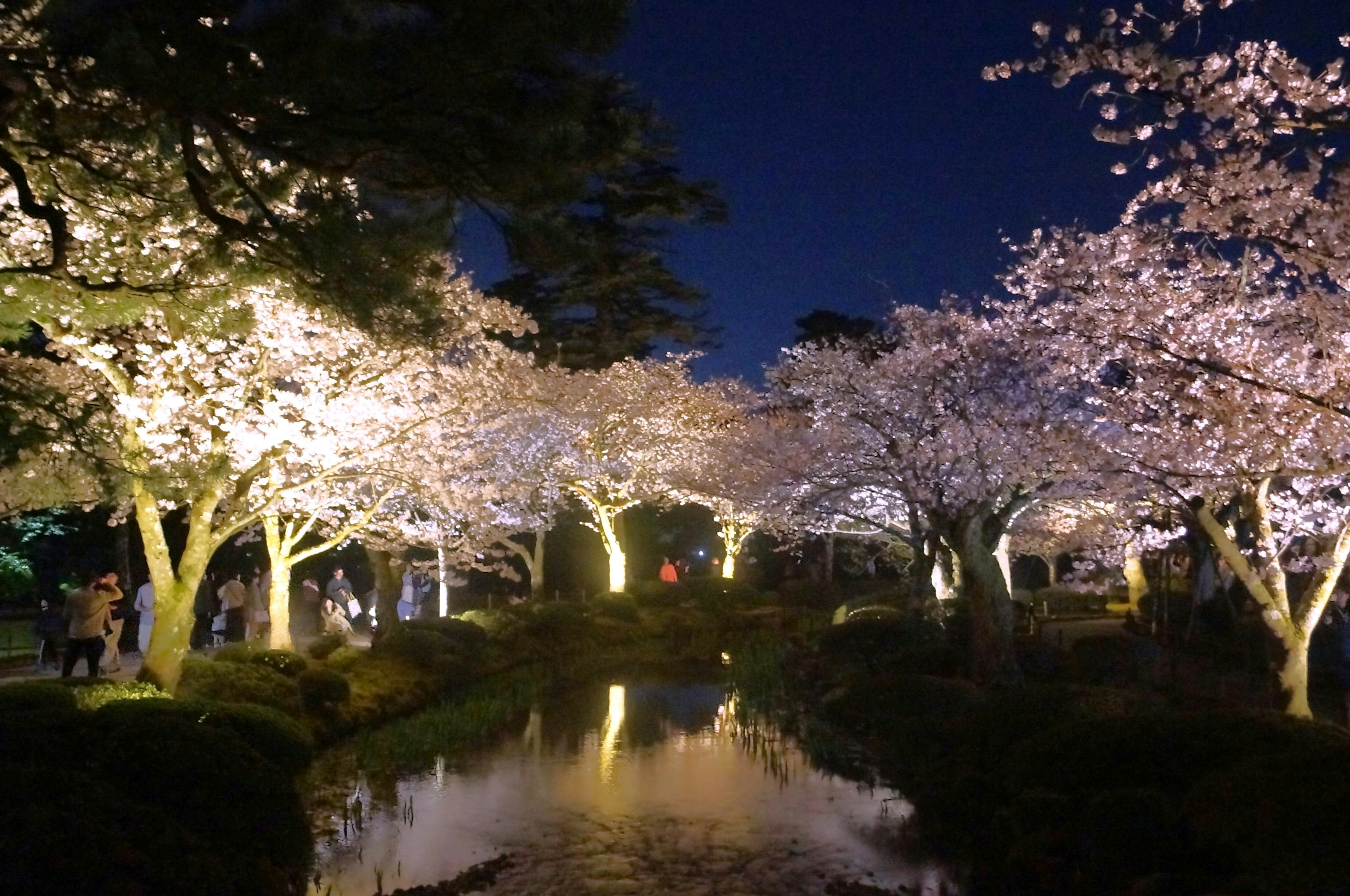 夜间公园中灯光照亮的樱花树