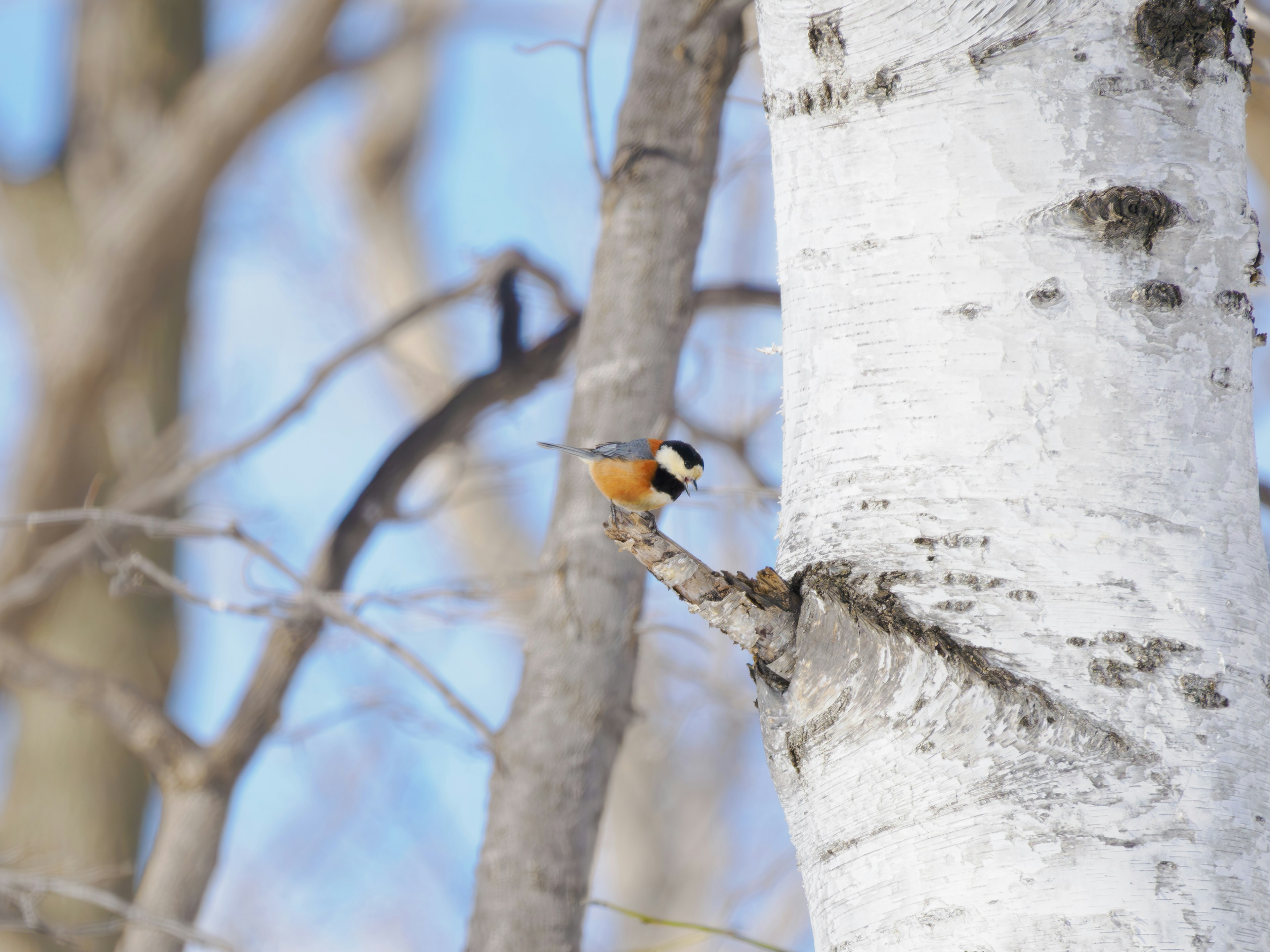 Un petit oiseau perché sur un bouleau