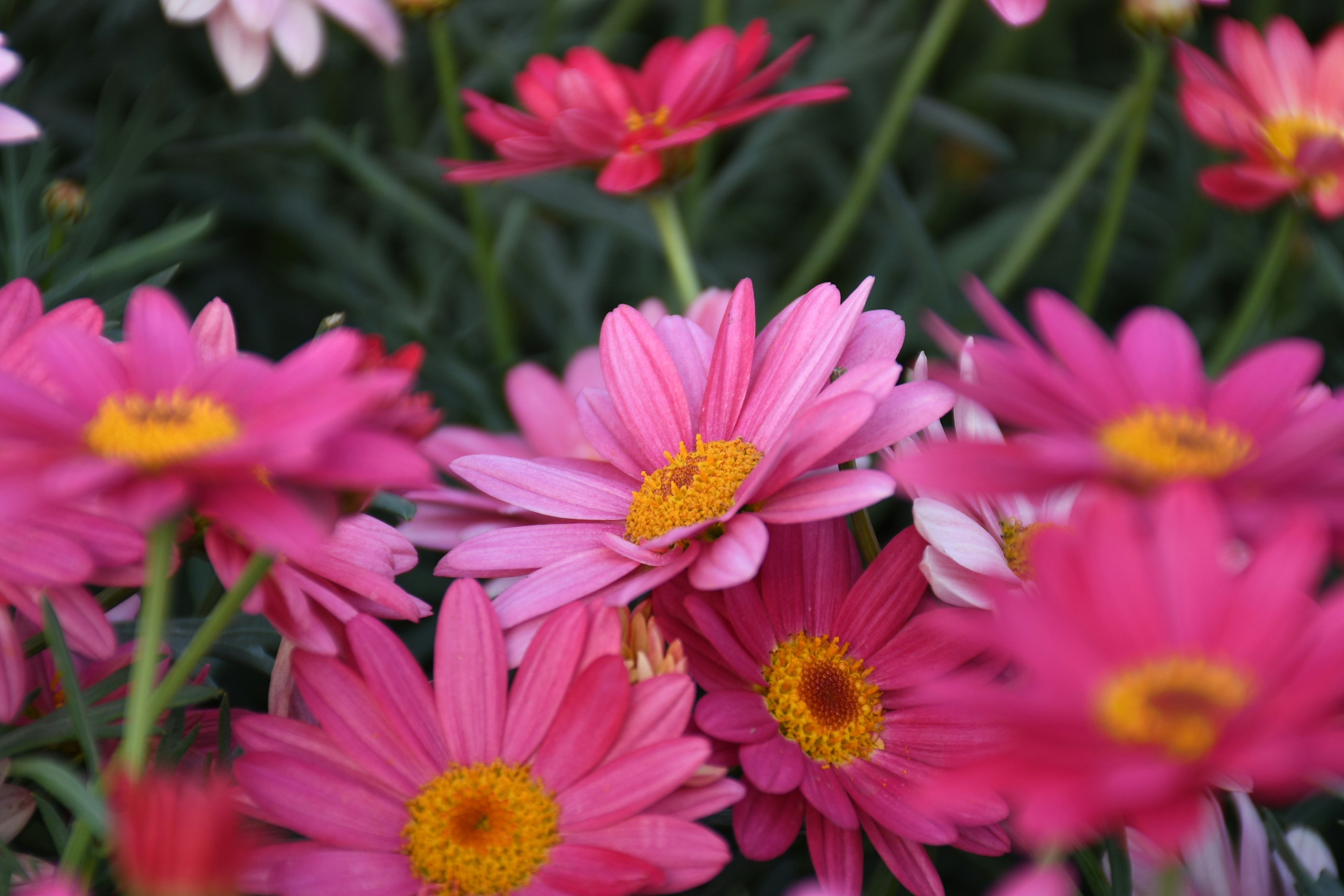 A vibrant display of pink and white daisies in full bloom