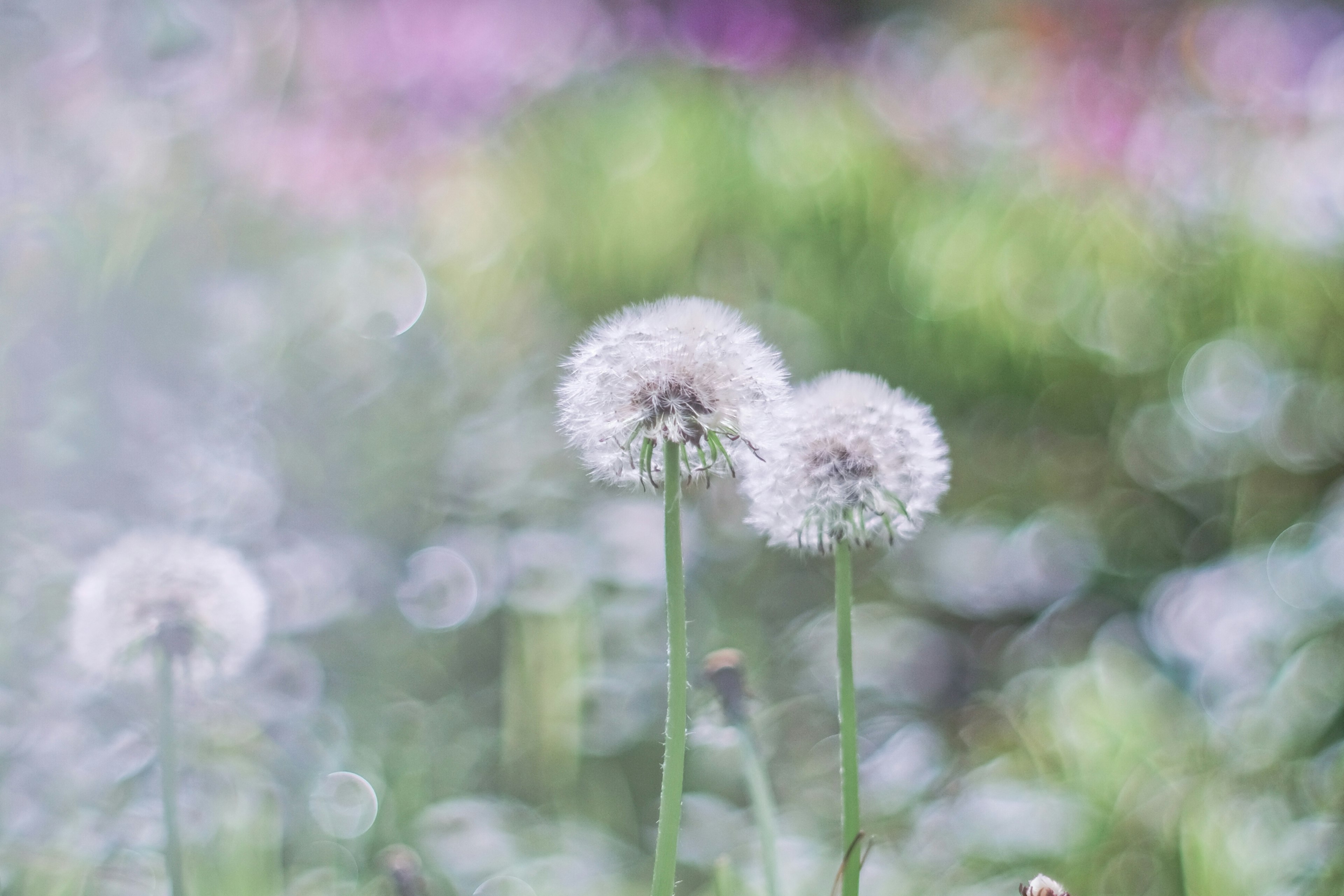 白いタンポポの花がぼんやりとした背景に映える