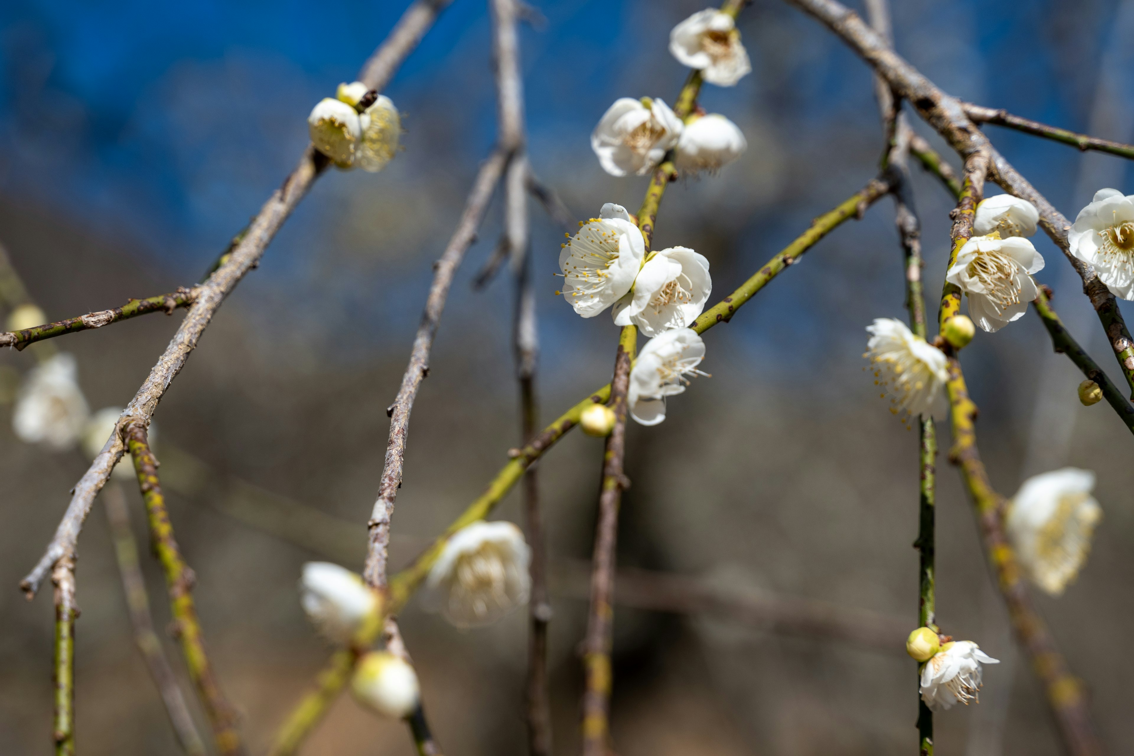 Close-up of tree branches with blooming white flowers