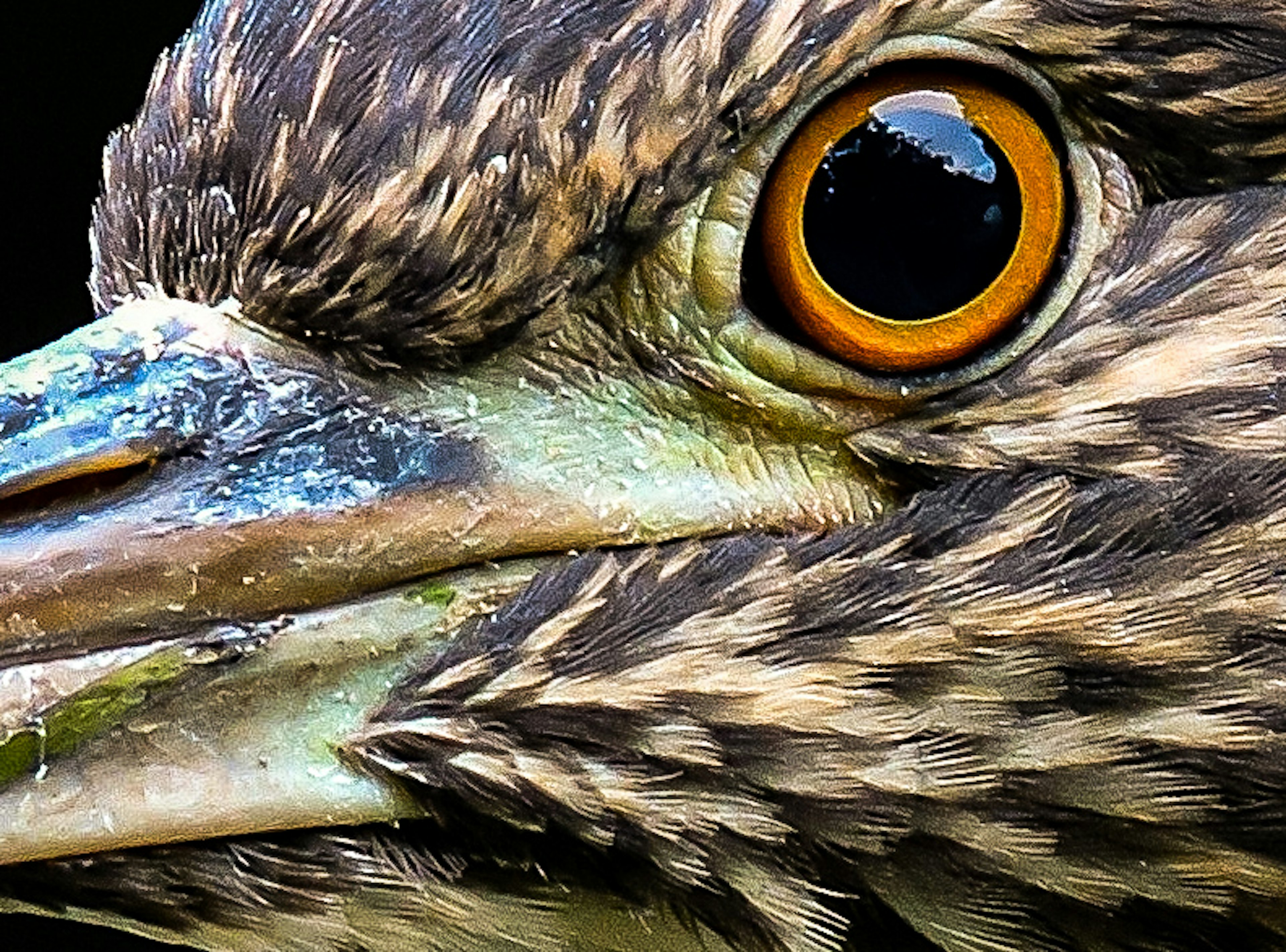 Primer plano de la cara de un pájaro con un ojo naranja vibrante y un patrón de plumas intrincado