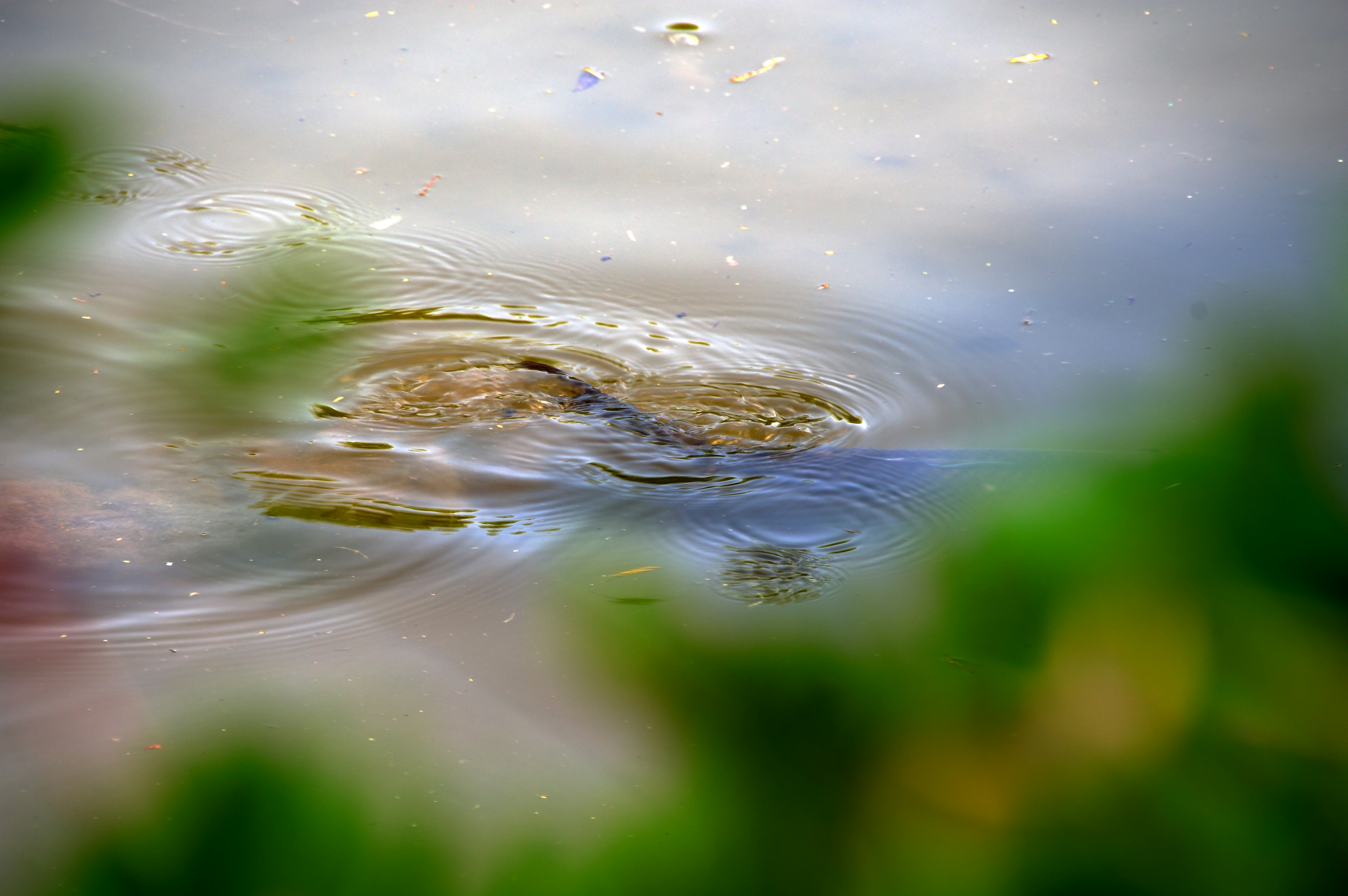 Increspature che si diffondono sulla superficie dell'acqua con un piccolo sasso visibile