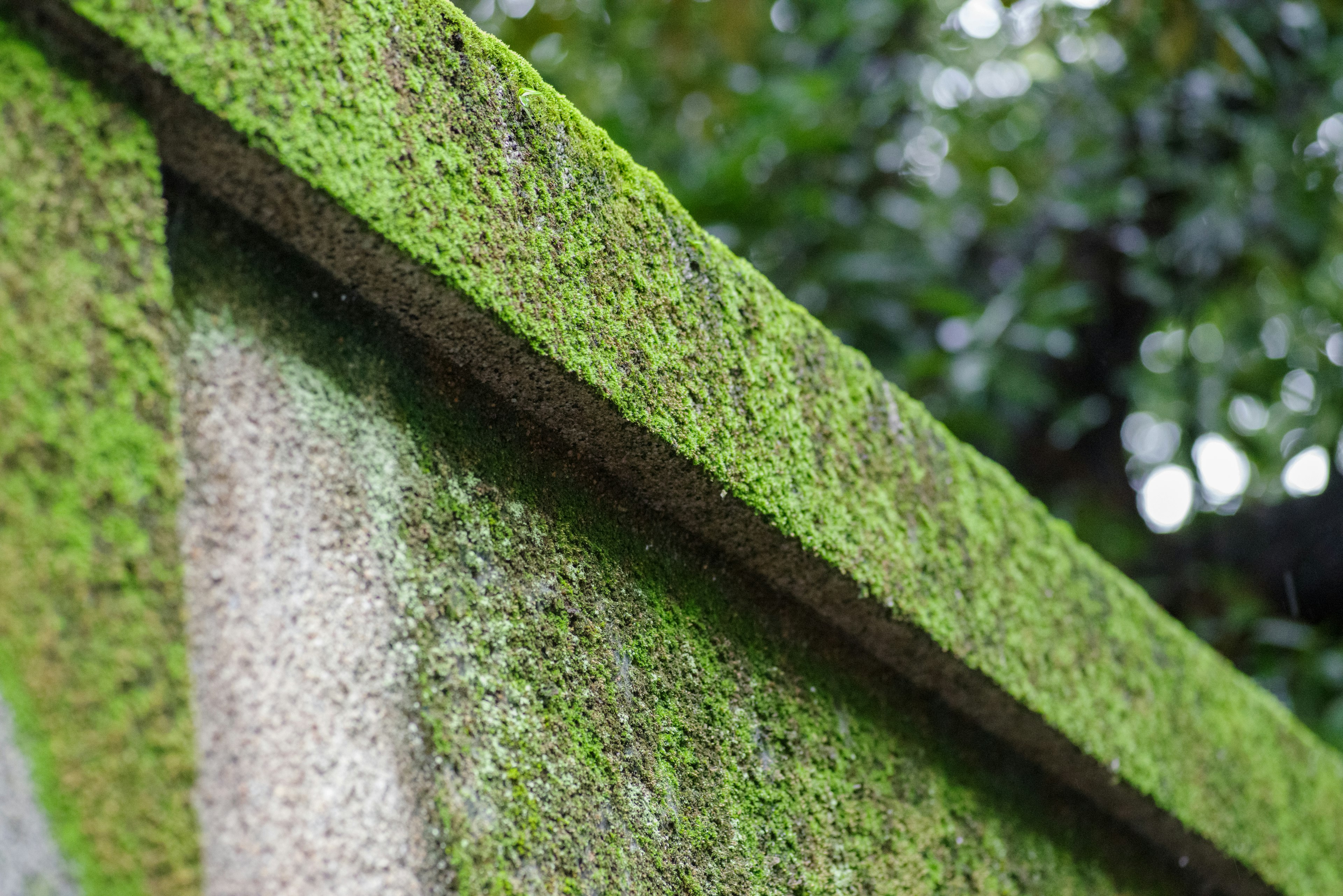 Acercamiento de una pared de piedra cubierta de musgo verde