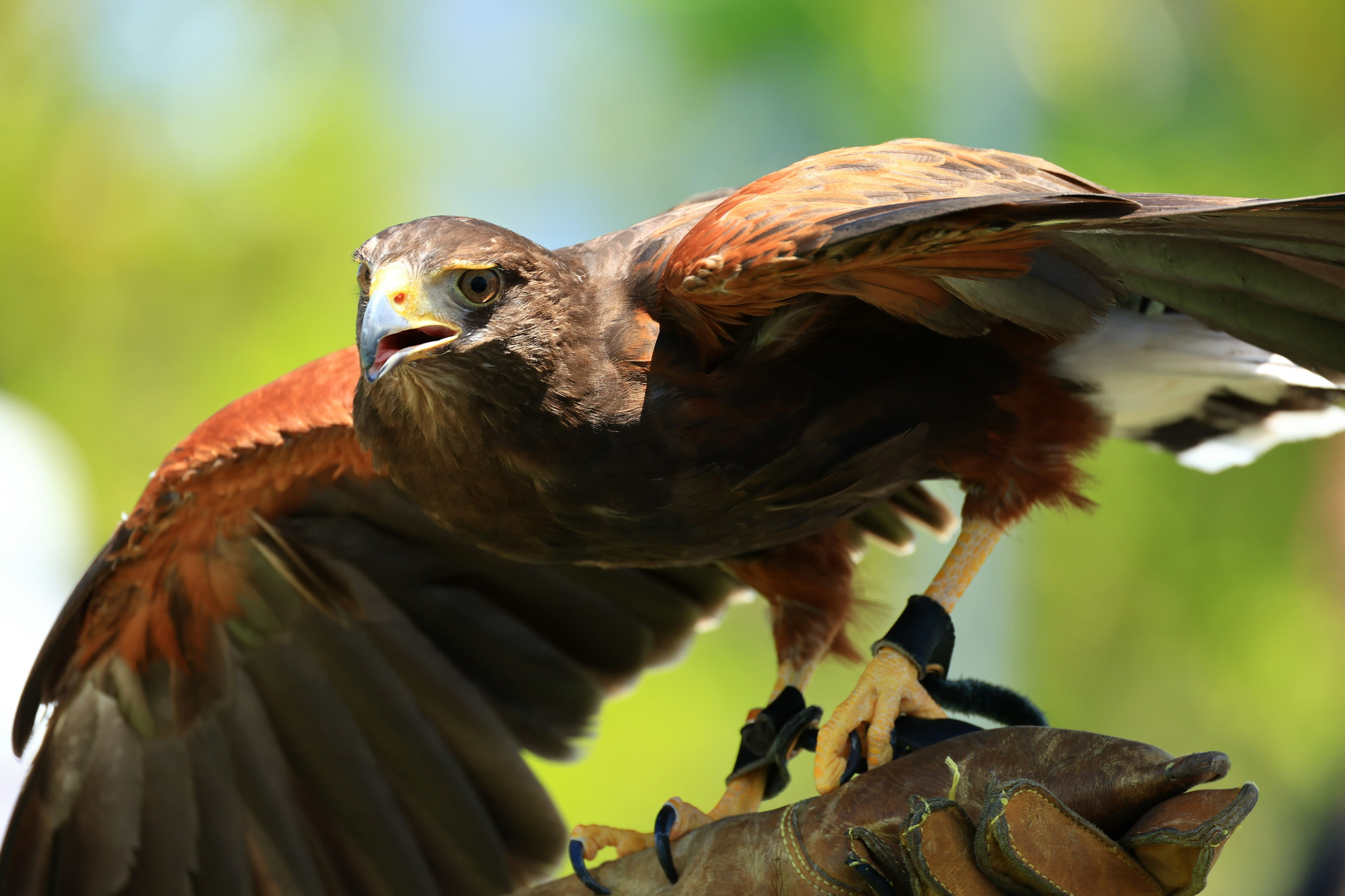 A hawk with brown feathers perched on a branch