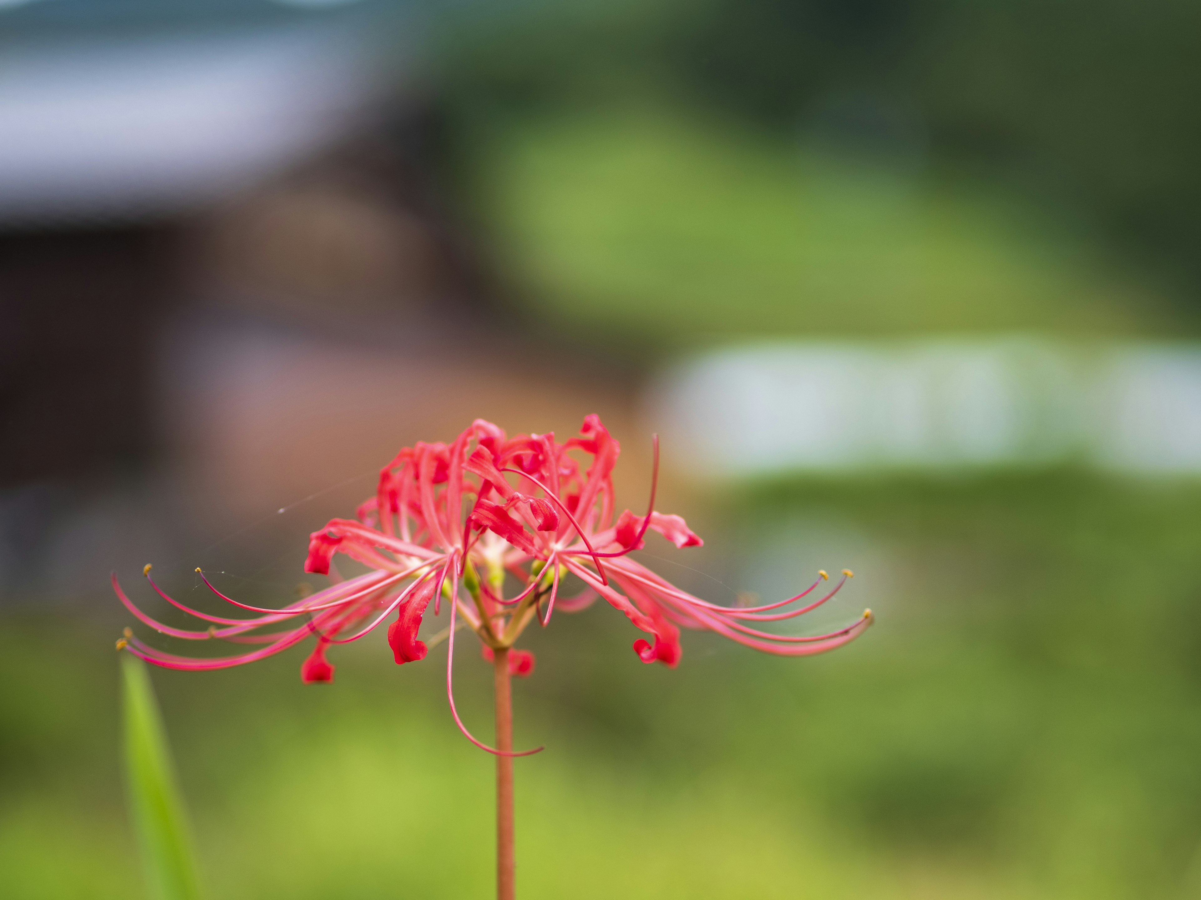 赤い彼岸花が鮮やかに咲いている背景にはぼやけた緑の風景