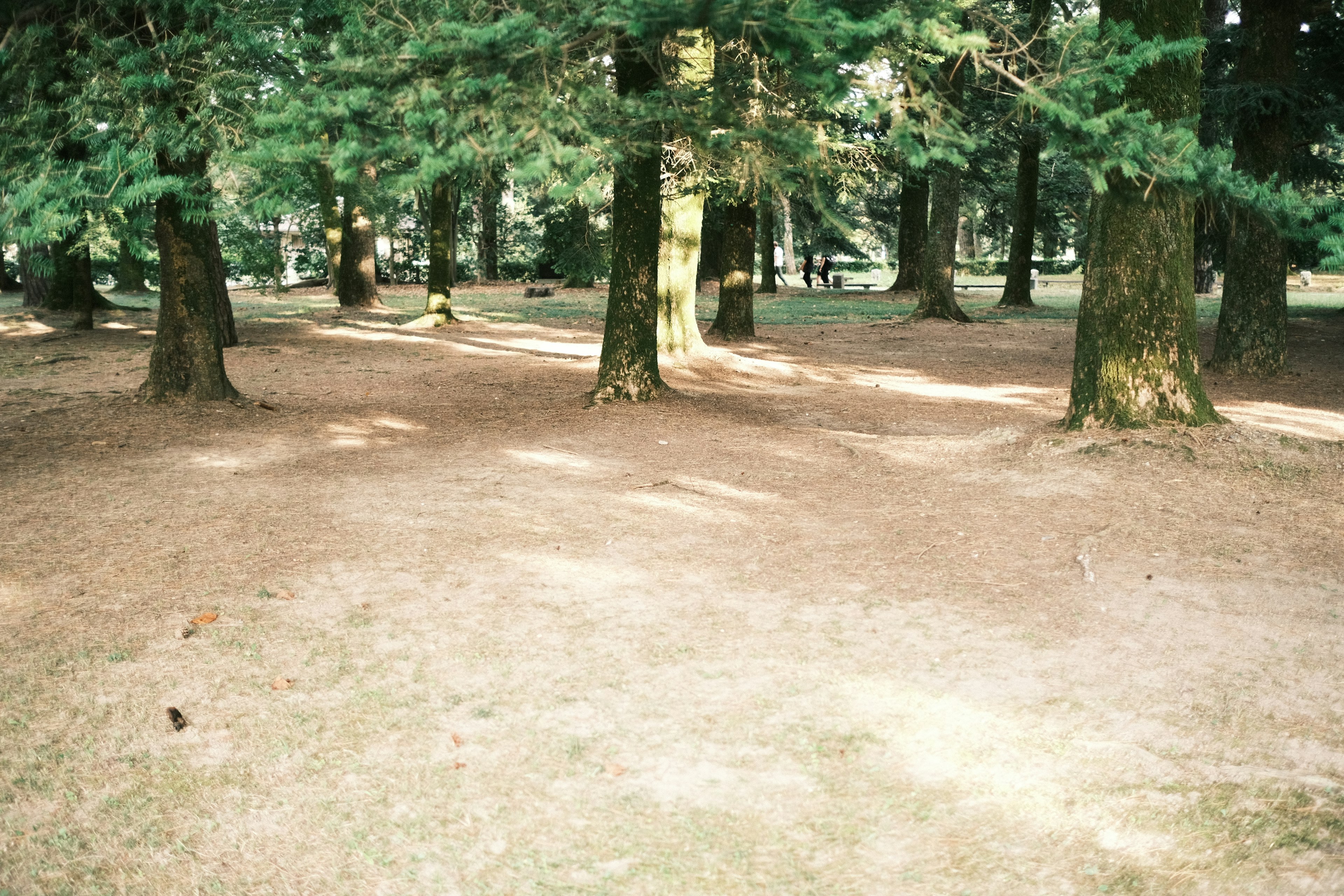 Pavimento di foresta tranquilla circondato da alberi verdi