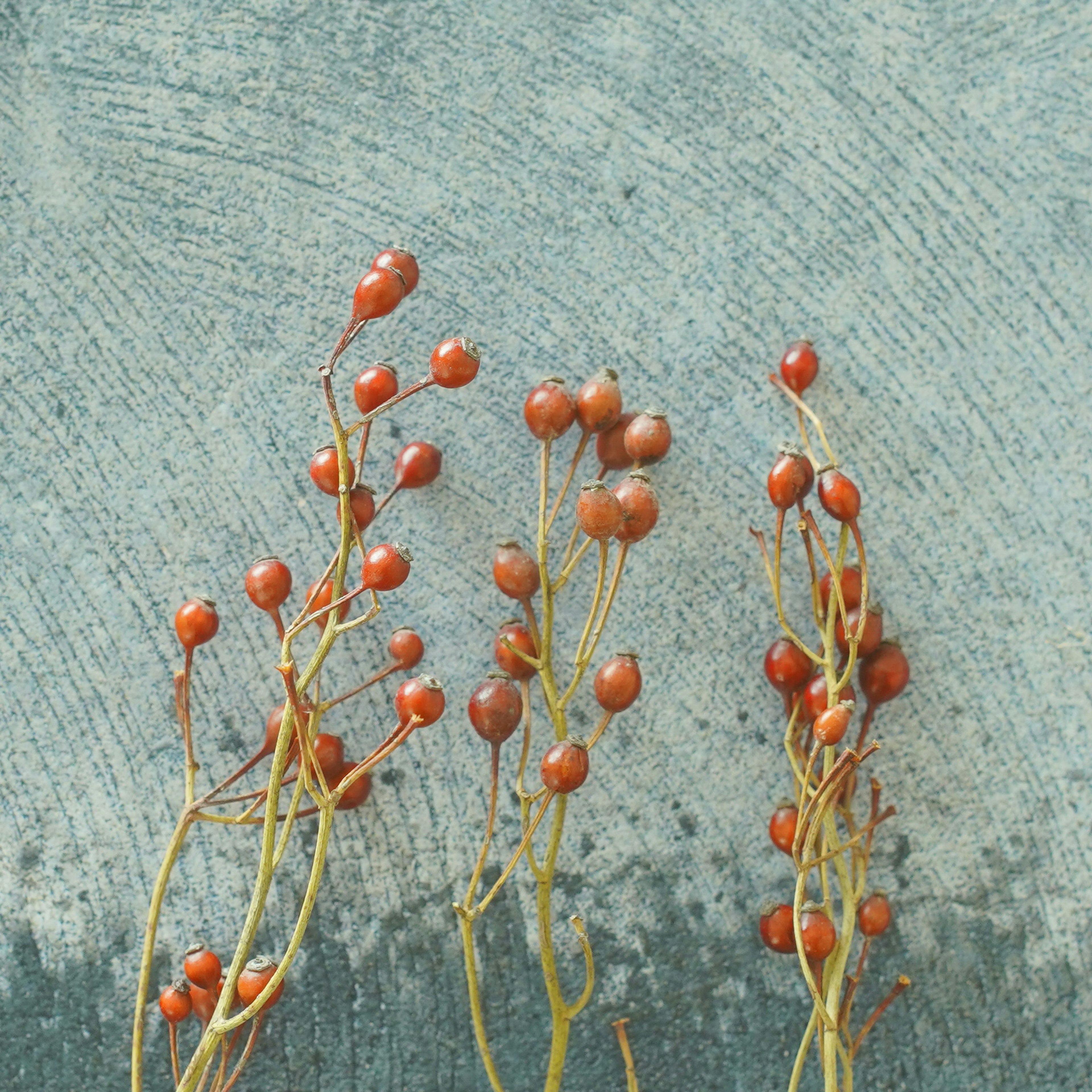 青い背景に赤い実を持つ細い茎の植物