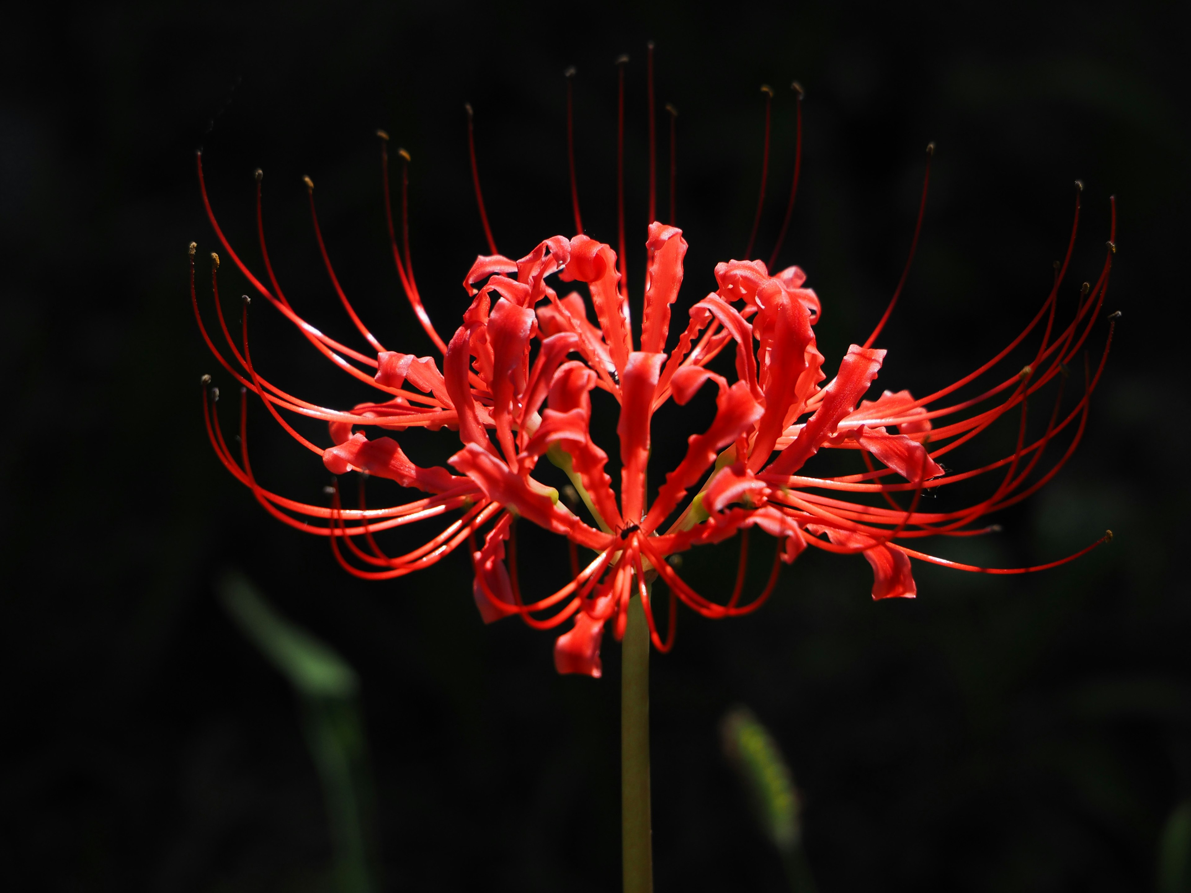 Un vivace giglio ragno rosso che fiorisce su uno sfondo scuro